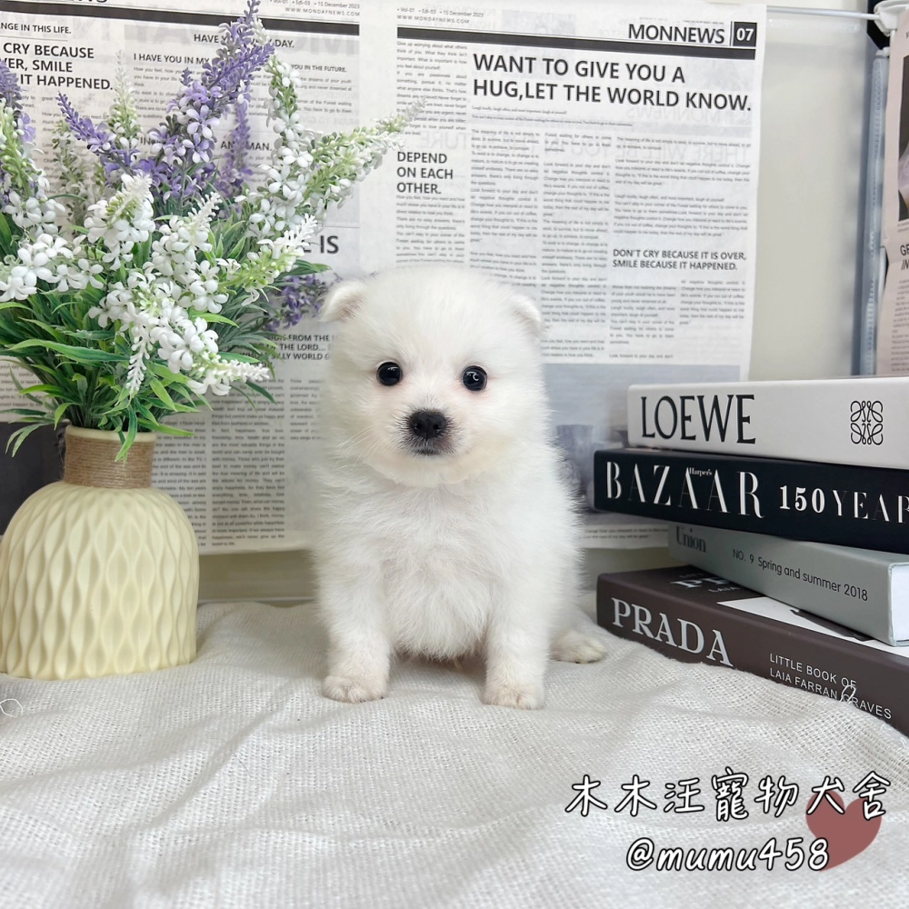 狐狸犬