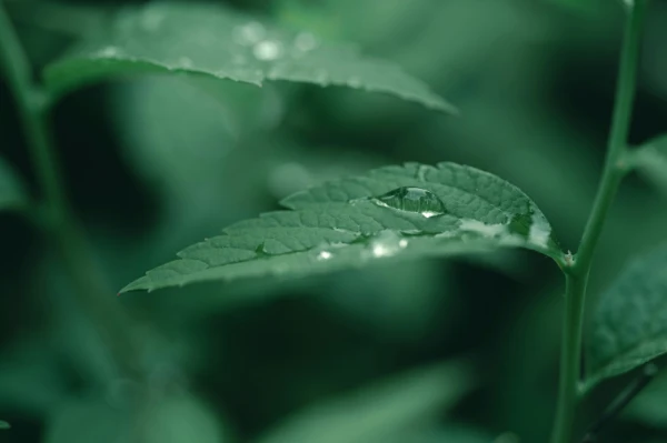 台中心理諮商推薦-沐聲心理諮商所王會晶心理師談孝親費期待與原生家庭愧疚感