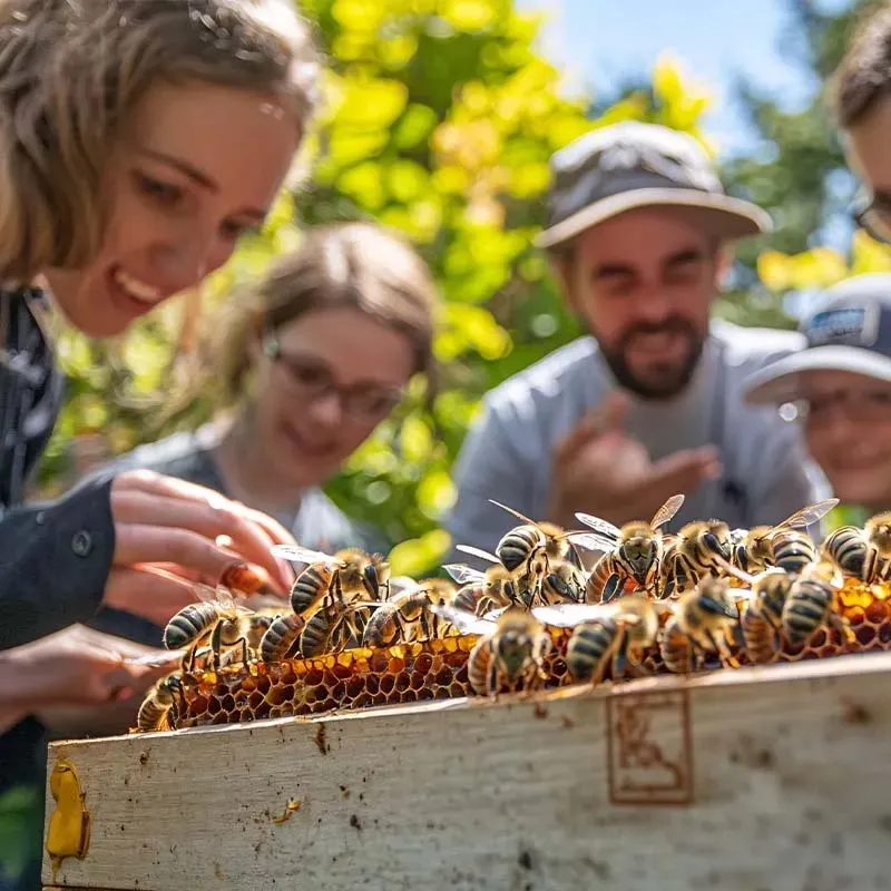 養蜂要注意什麼？