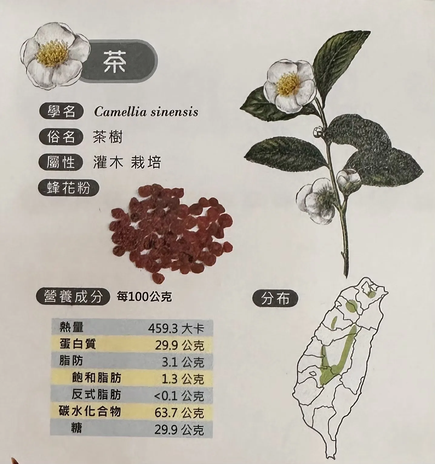 蜂花粉