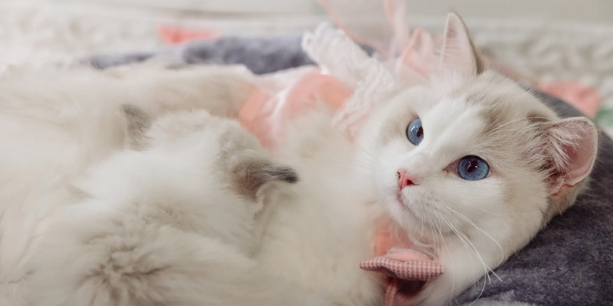 Neko 布偶貓舍-布偶貓舍,布偶貓專賣店,台中布偶貓舍,南屯區布偶貓舍