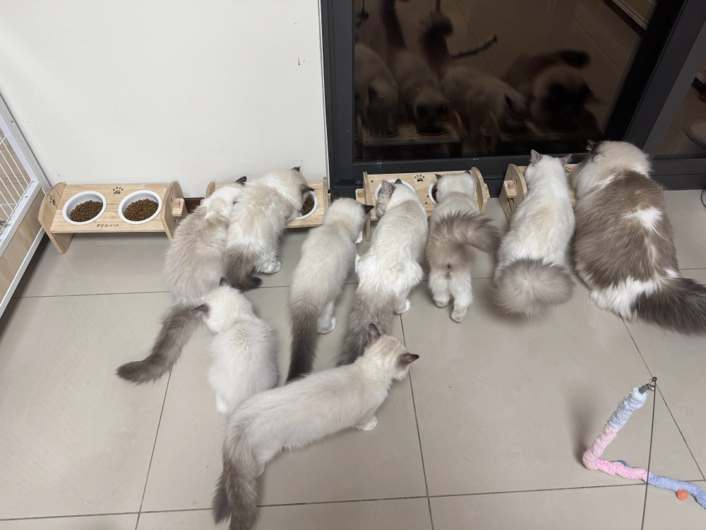 布偶貓吃什麼飼料比較好？