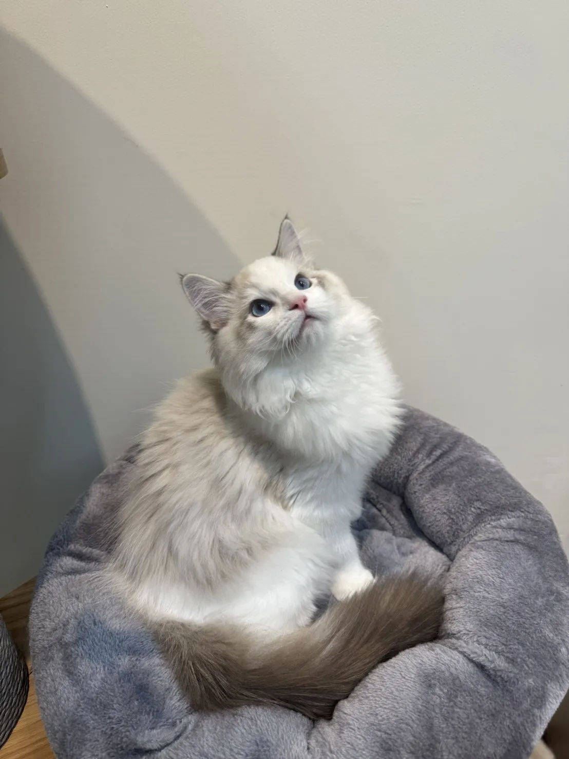 海豹山貓雙色 ♡ 弟弟