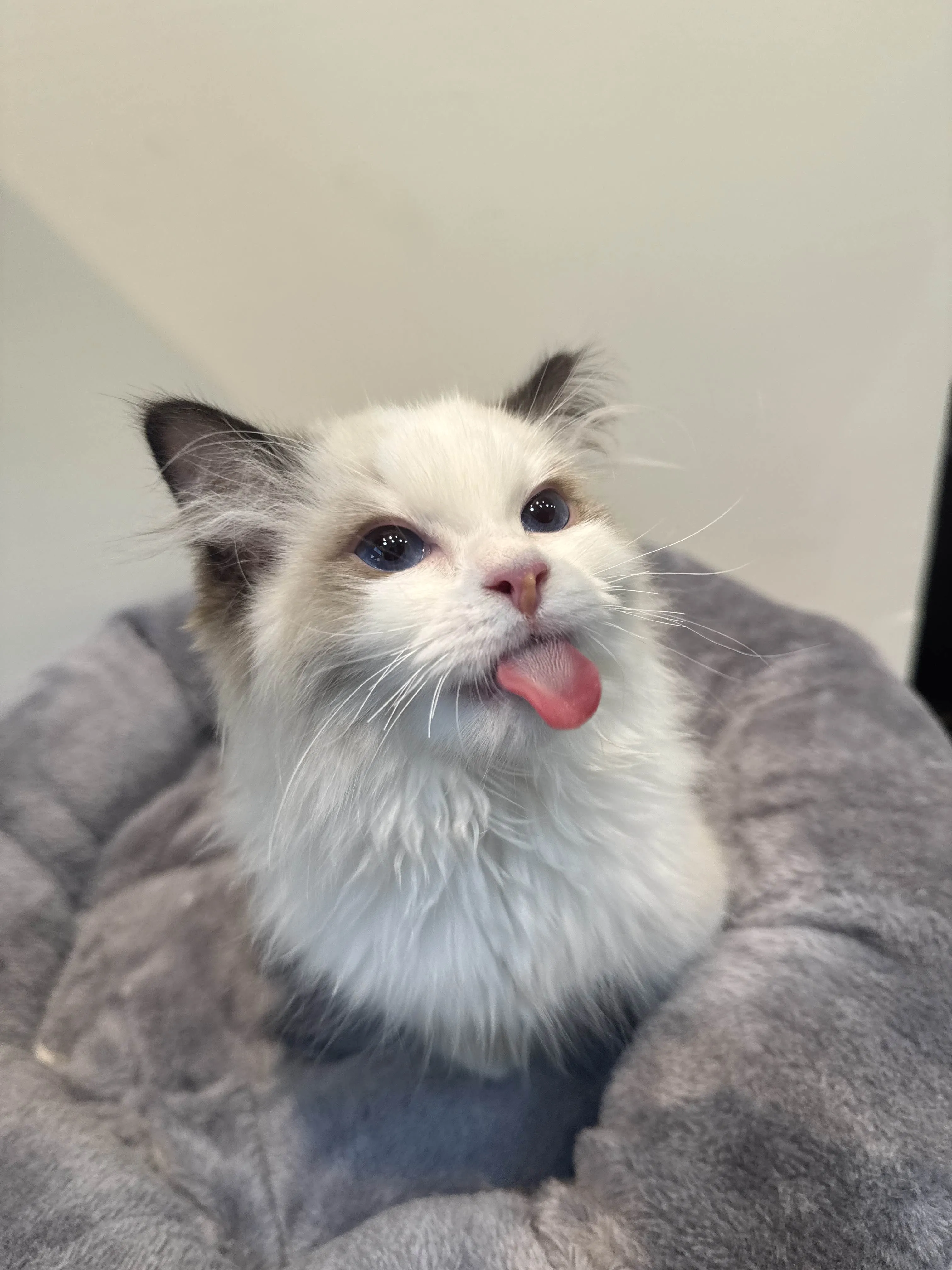 海豹雙色 ♡ 弟弟