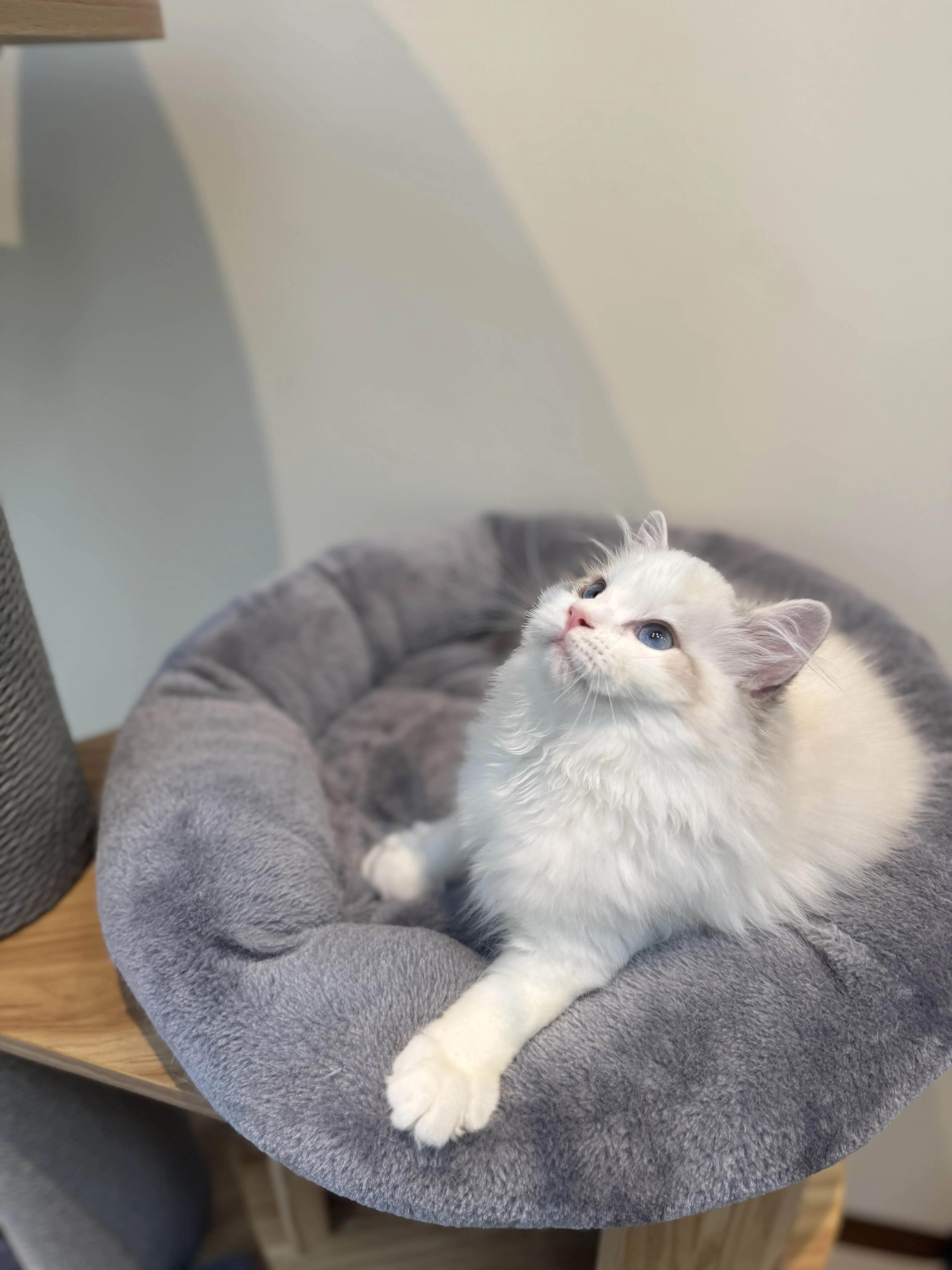 海豹山貓雙色 ♡ 妹妹