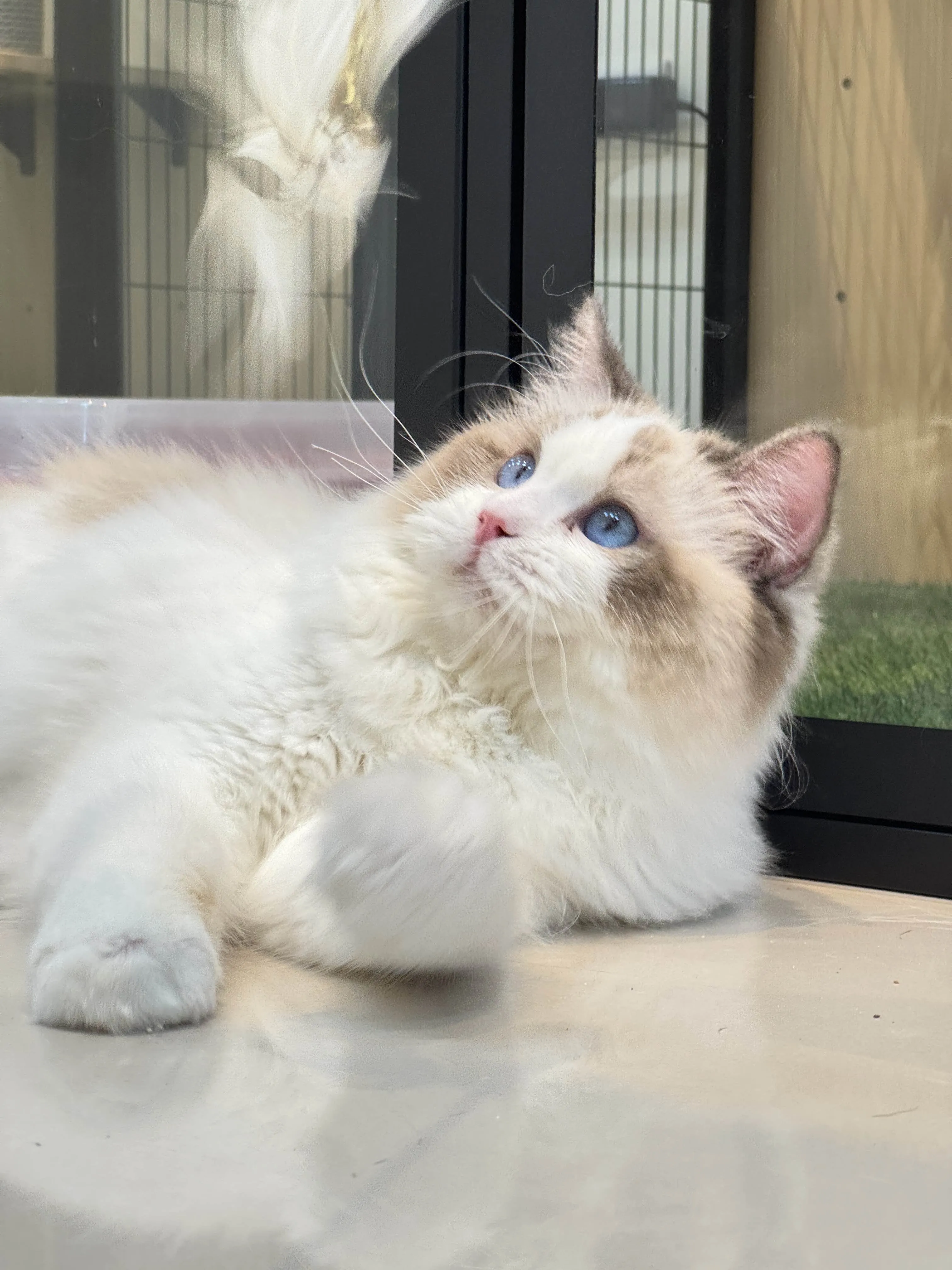 海豹雙色 ♡ 弟弟