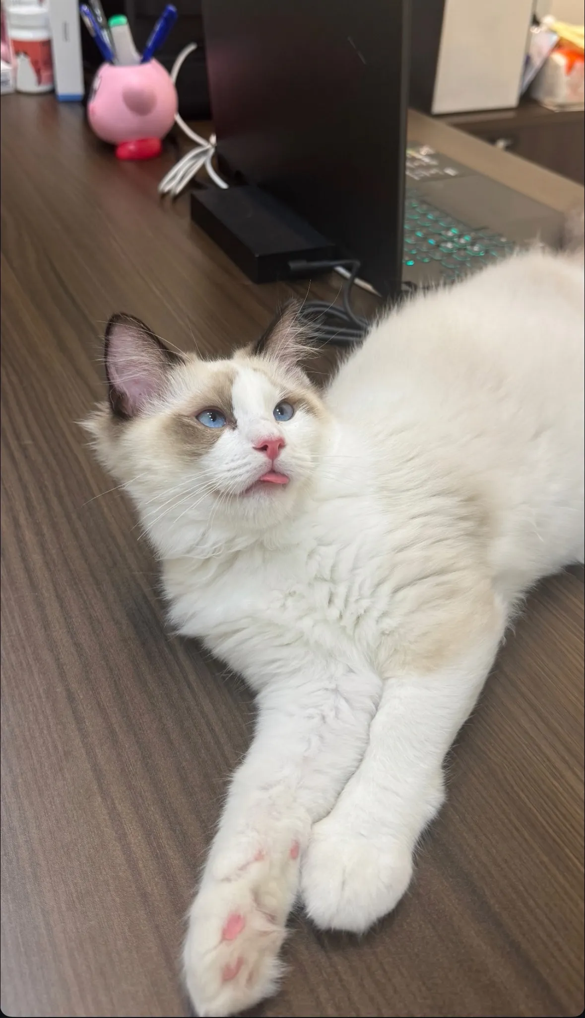 海豹雙色 ♡ 弟弟