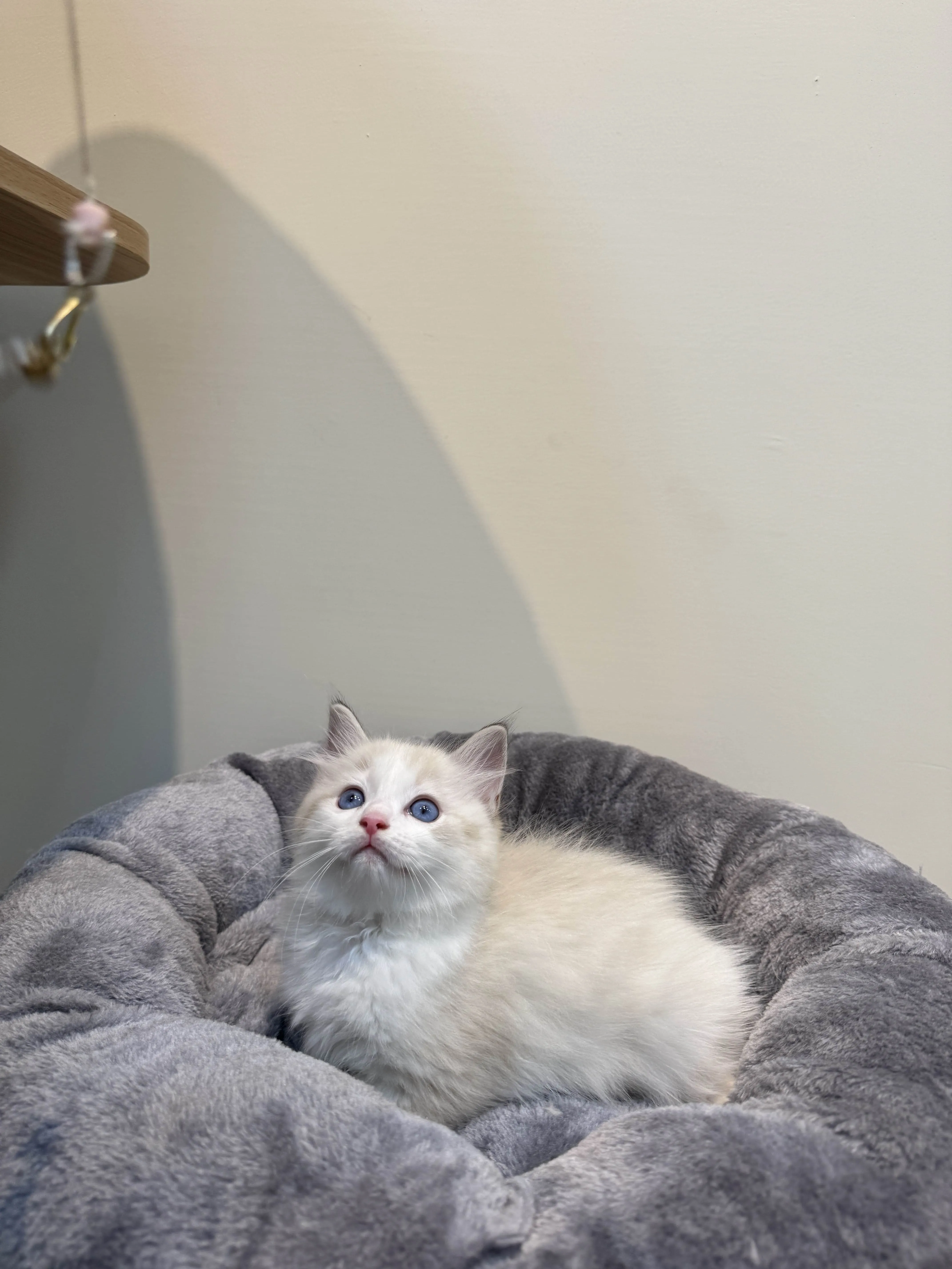 海豹山貓雙色 ♡ 弟弟