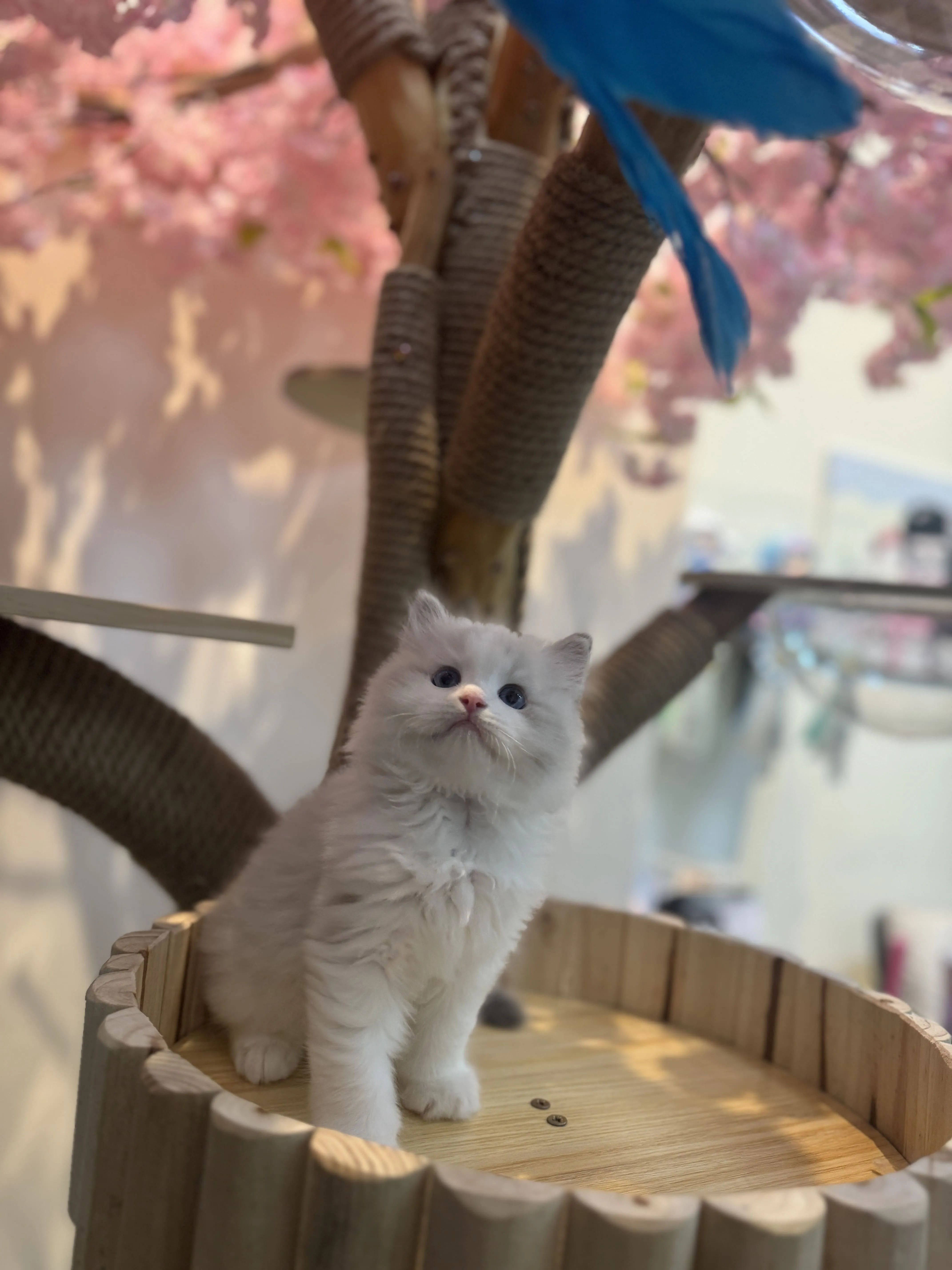 海豹山貓雙色 ♡ 弟弟