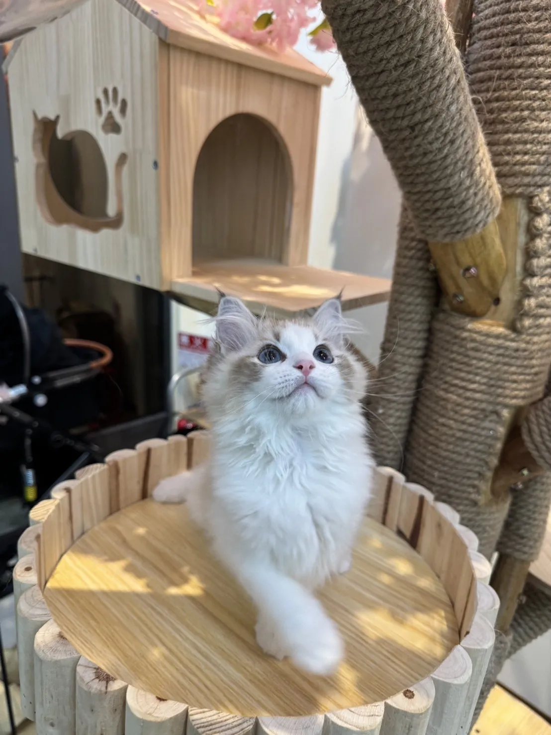 海豹山貓雙色 ♡ 妹妹