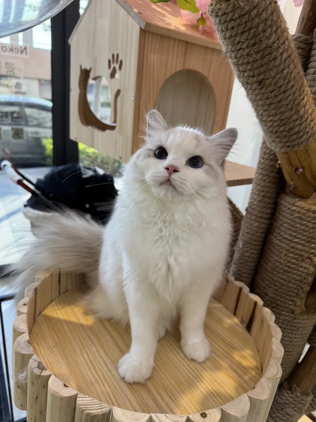 海豹山貓雙色 ♡ 妹妹