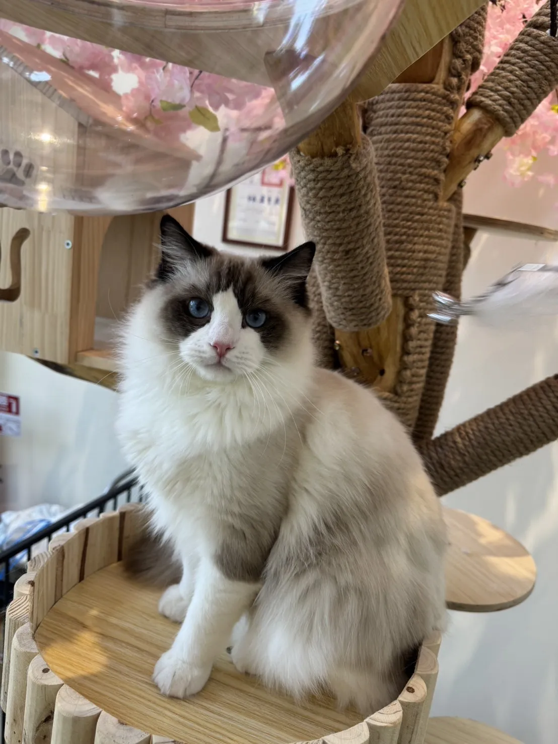 海豹雙色 ♡ 弟弟