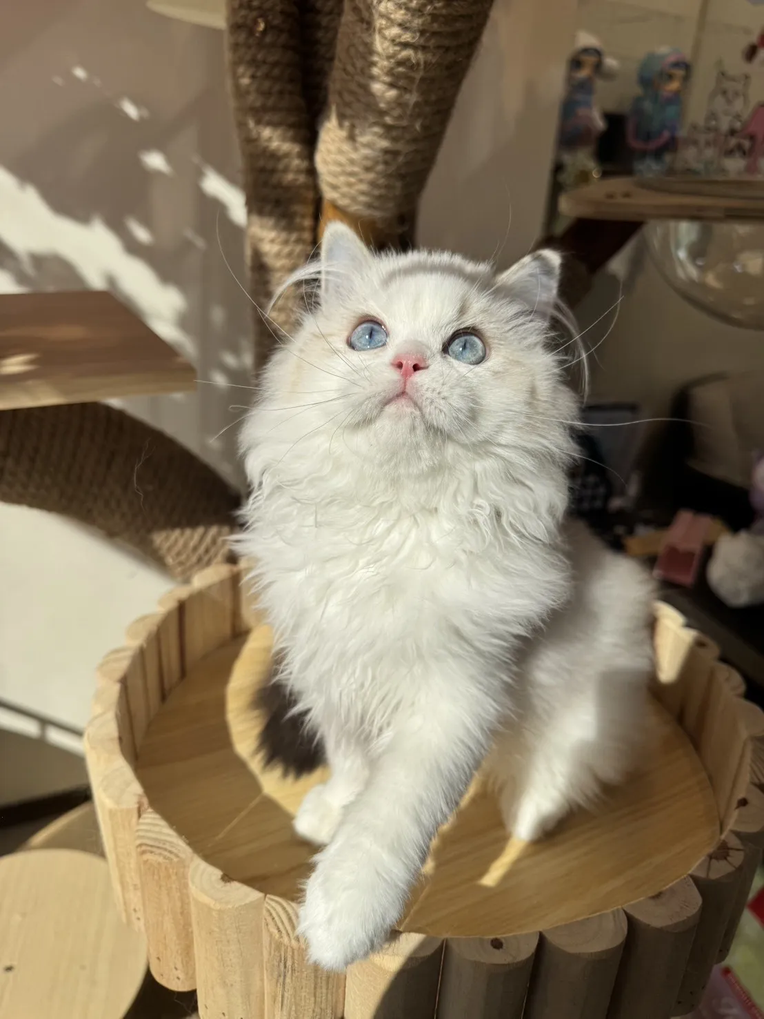 海豹山貓雙色 ♡ 妹妹