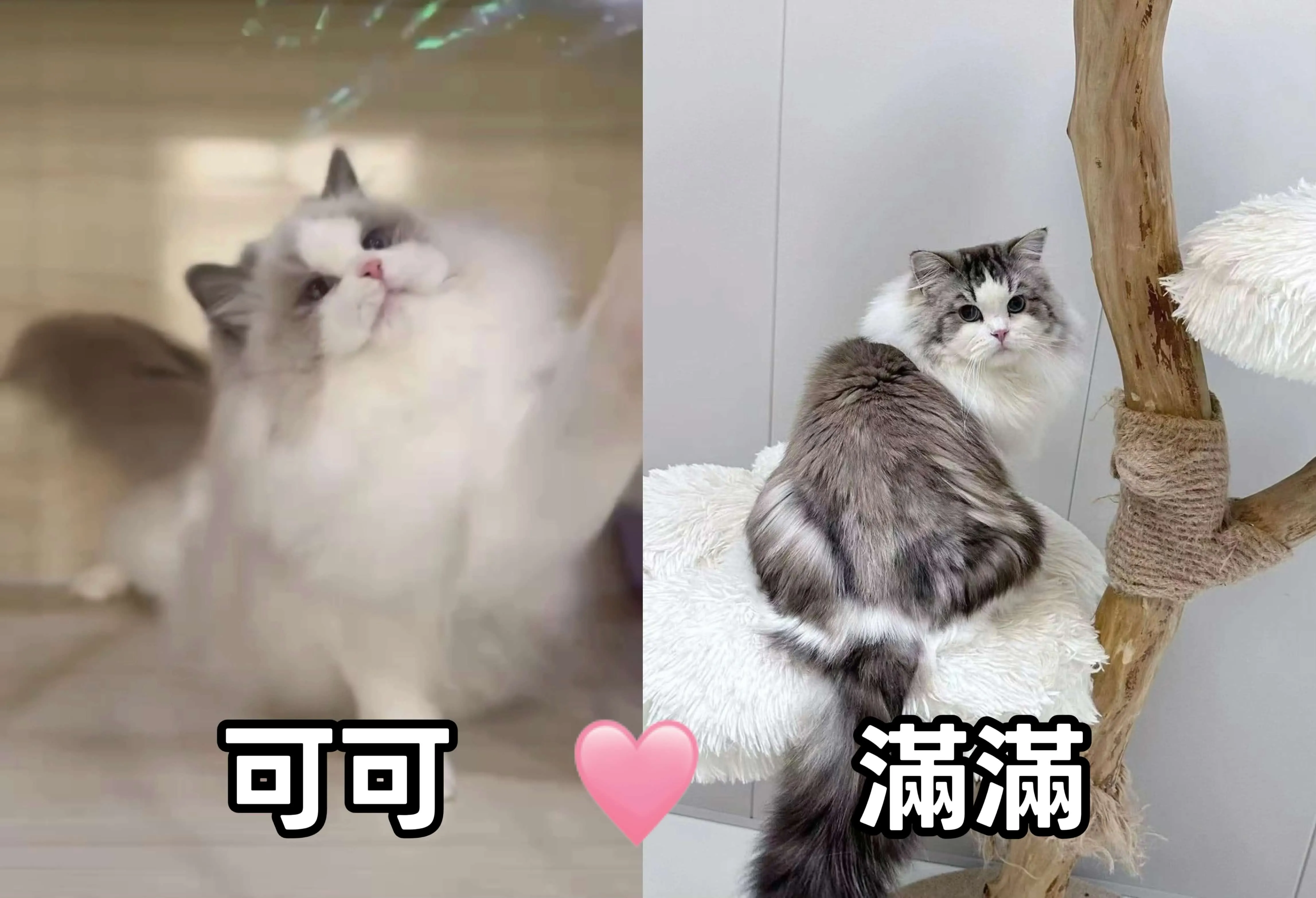 2025尾 繁育計畫｜可可 & 滿滿