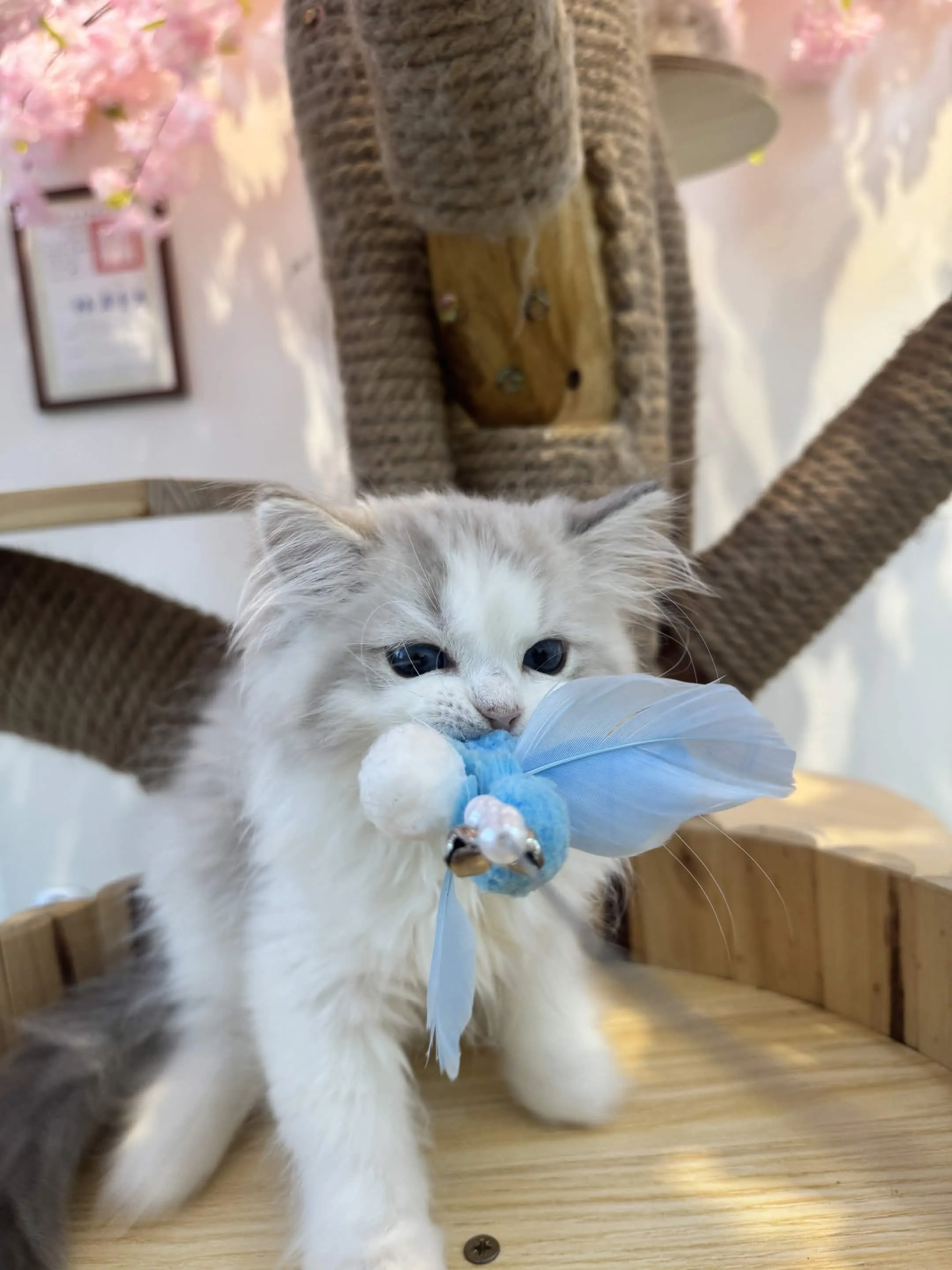 藍山貓雙色 ♡ 弟弟