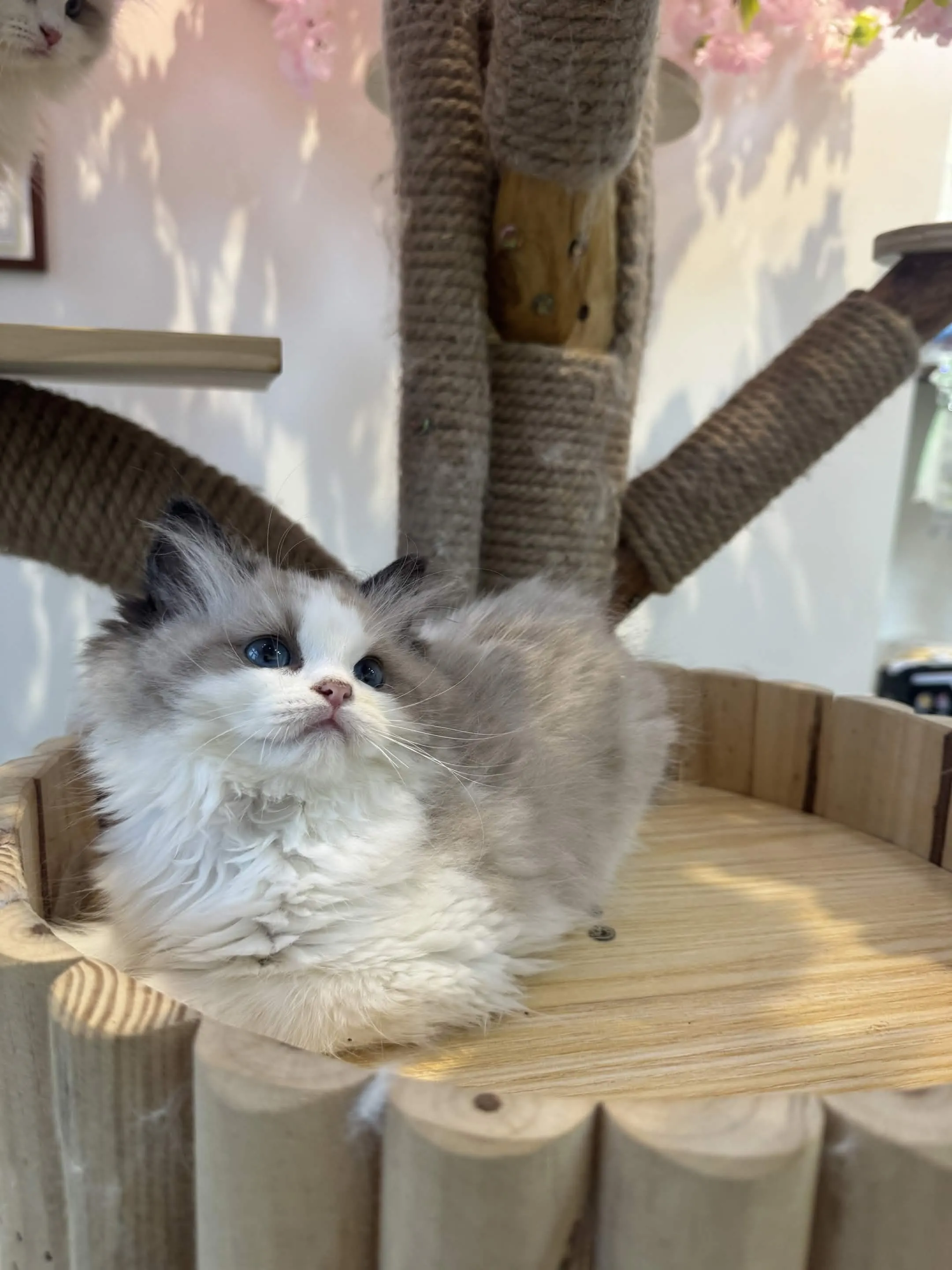 海豹雙色 ♡ 妹妹