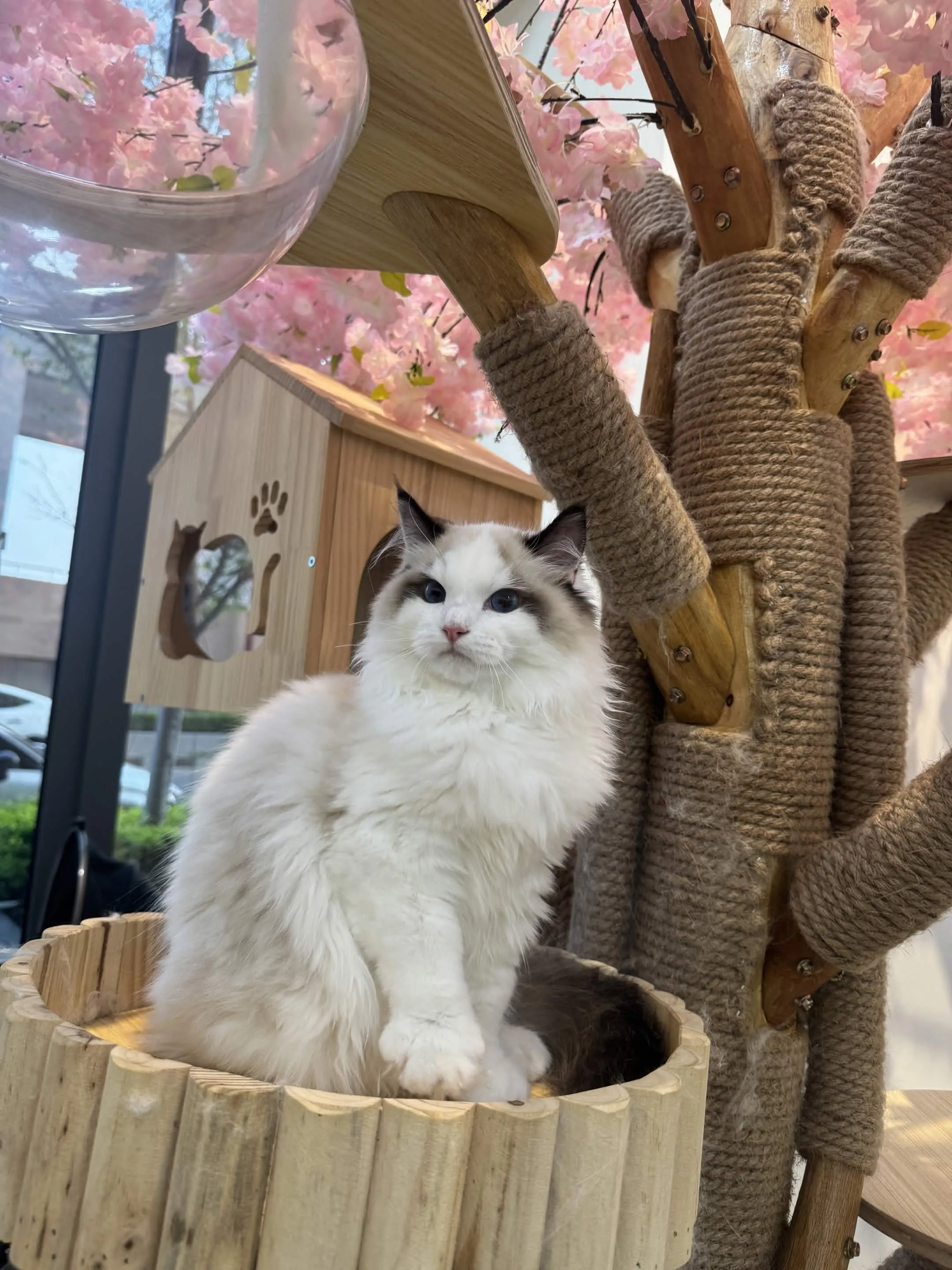 海豹雙色 ♡ 弟弟