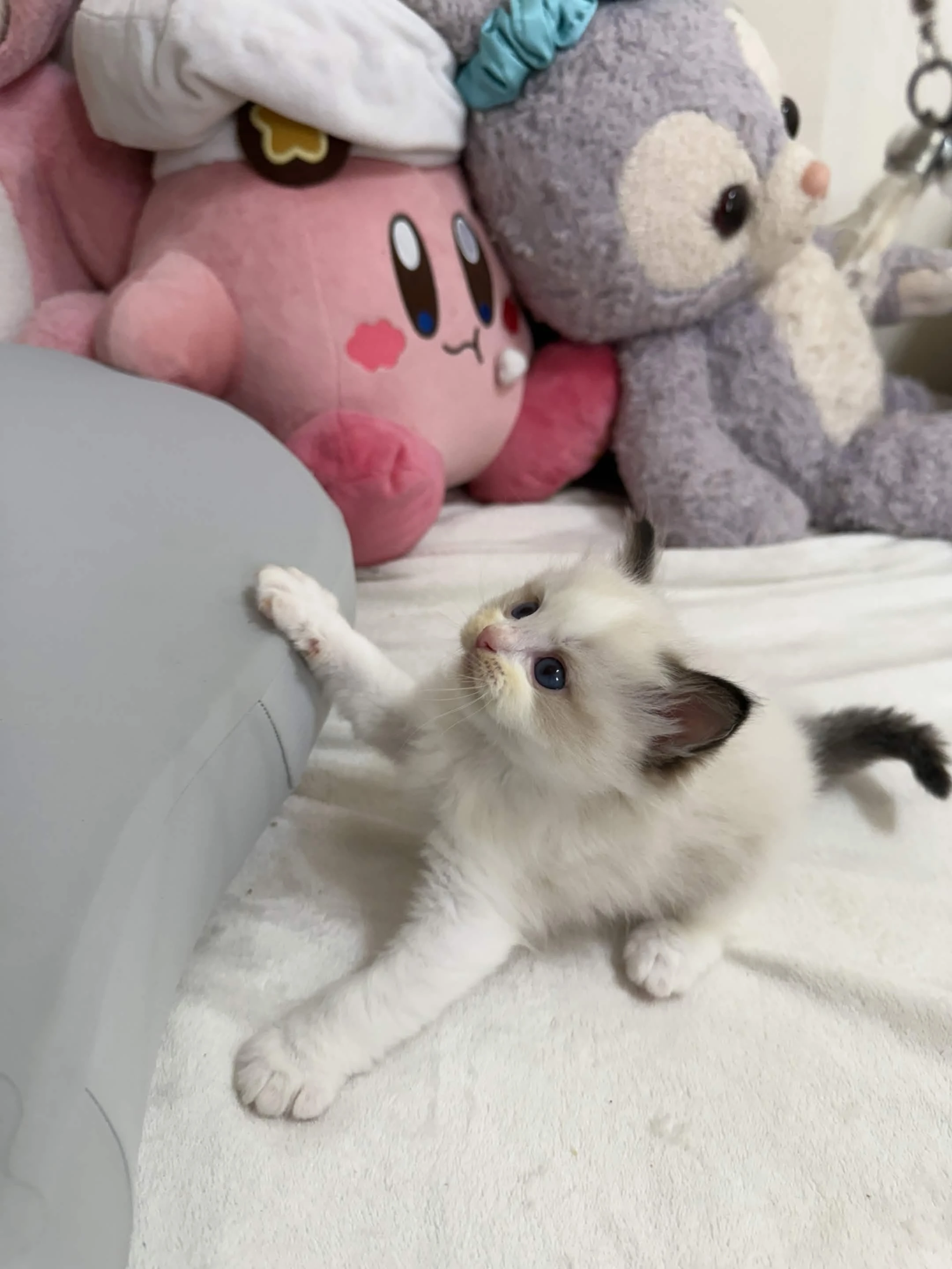 海豹雙色 ♡ 弟弟