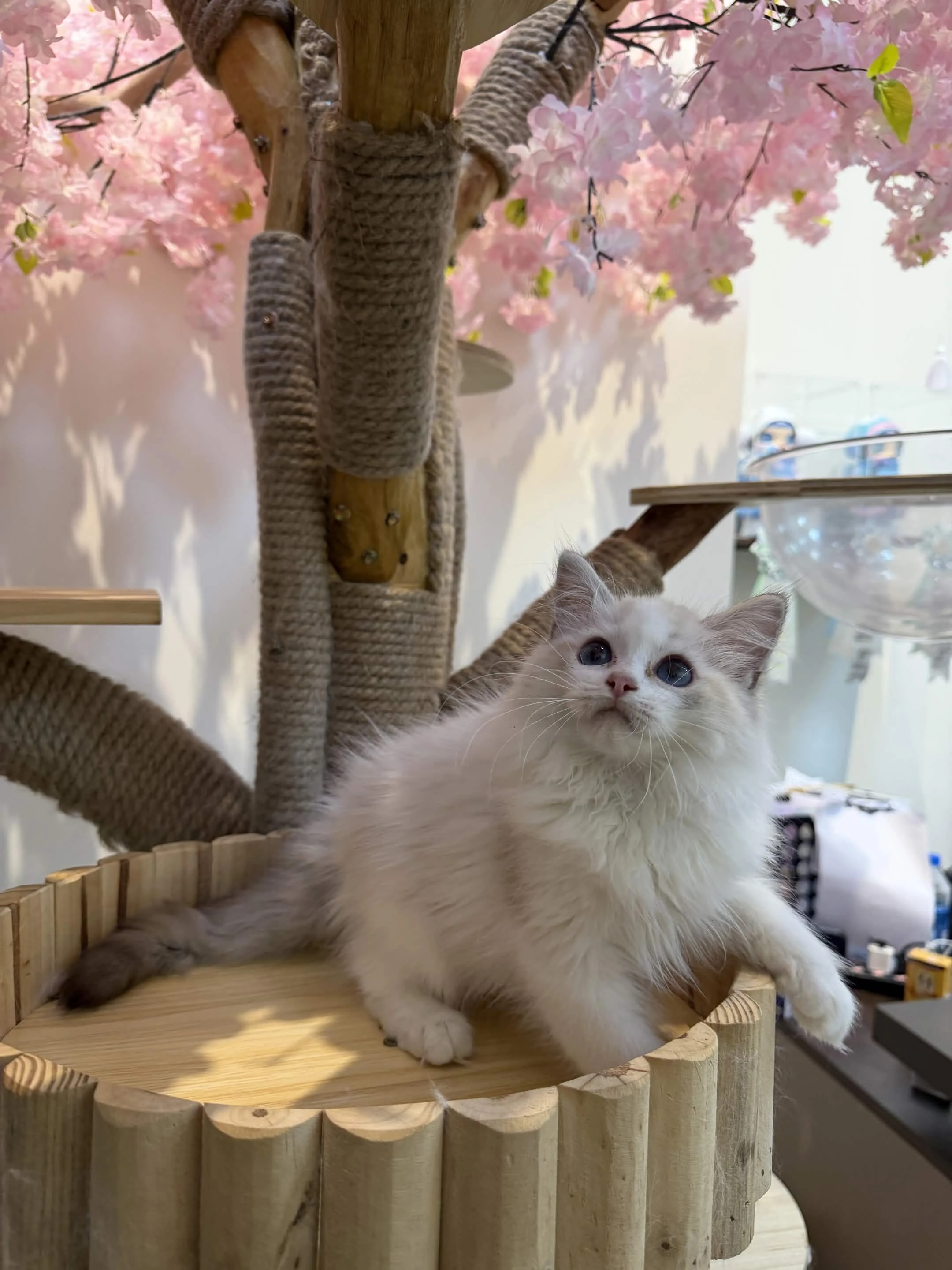海豹山貓雙色 ♡ 弟弟
