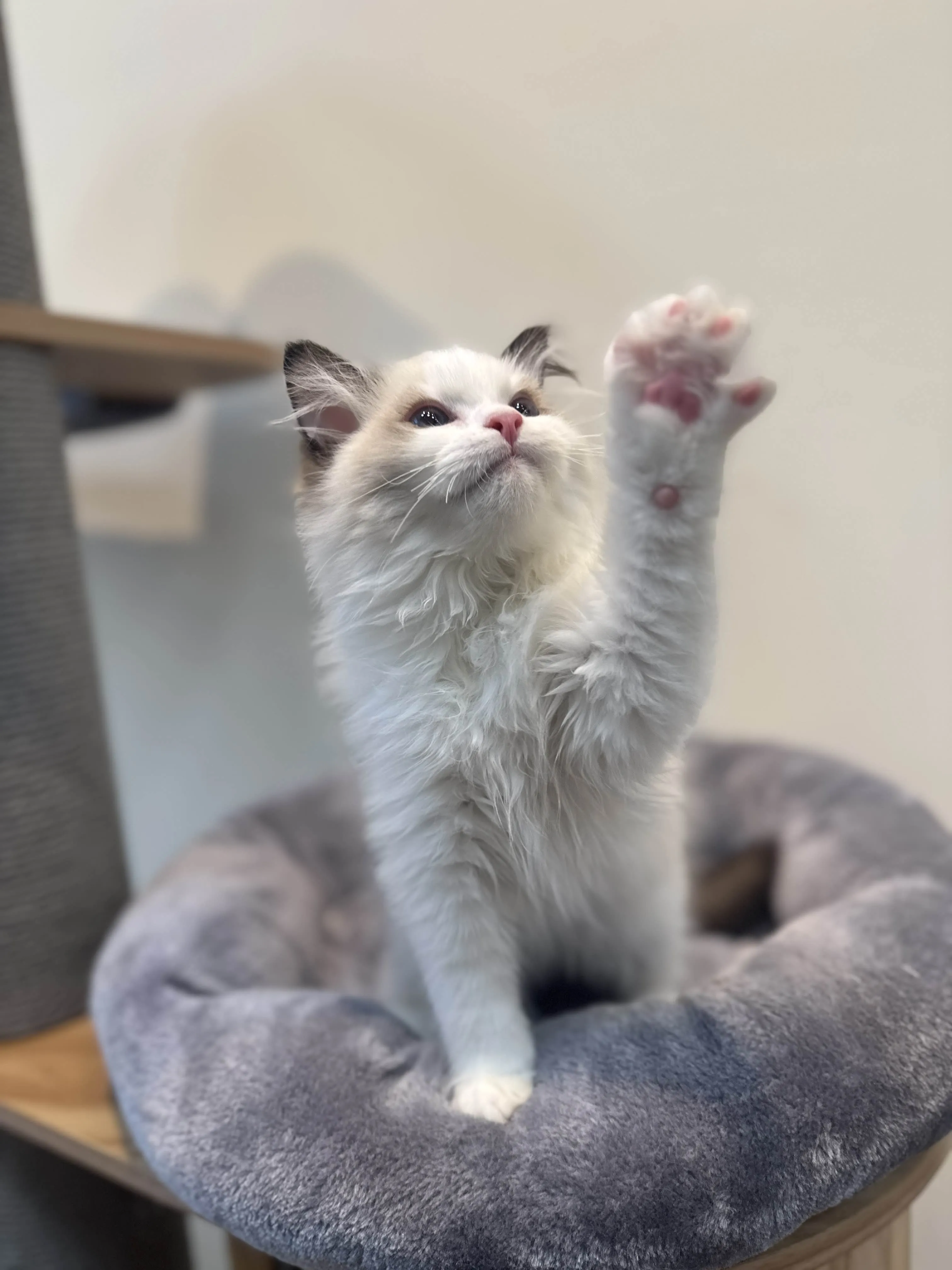 海豹雙色 ♡ 弟弟