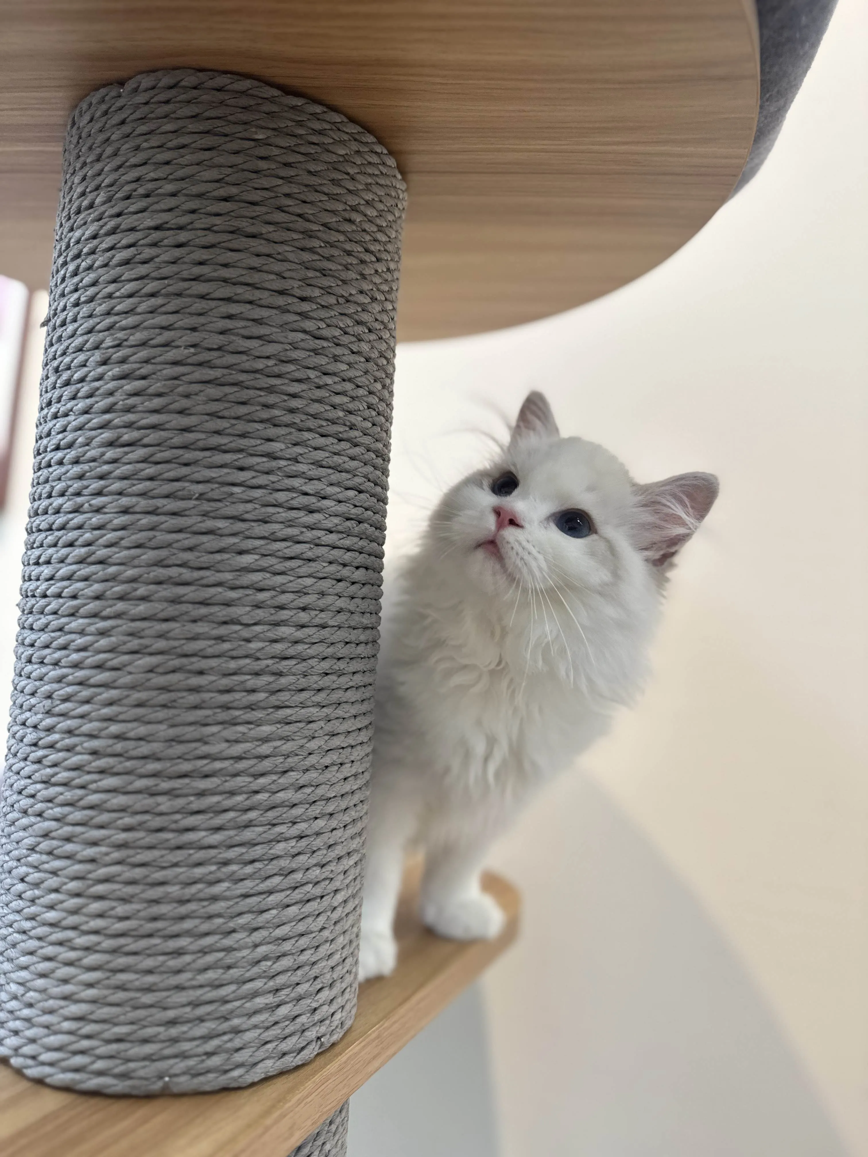 海豹山貓雙色 ♡ 妹妹