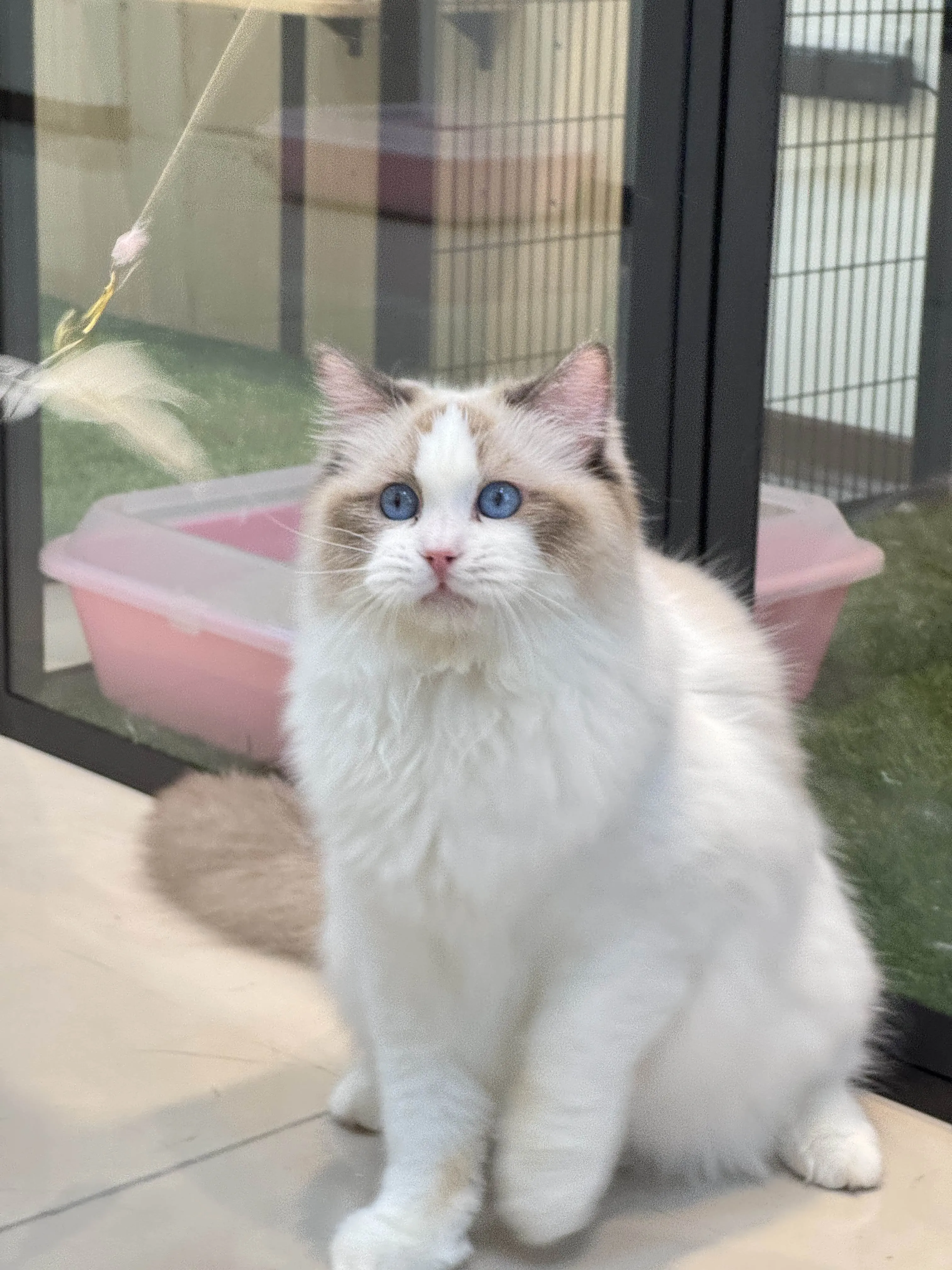 海豹雙色 ♡ 弟弟