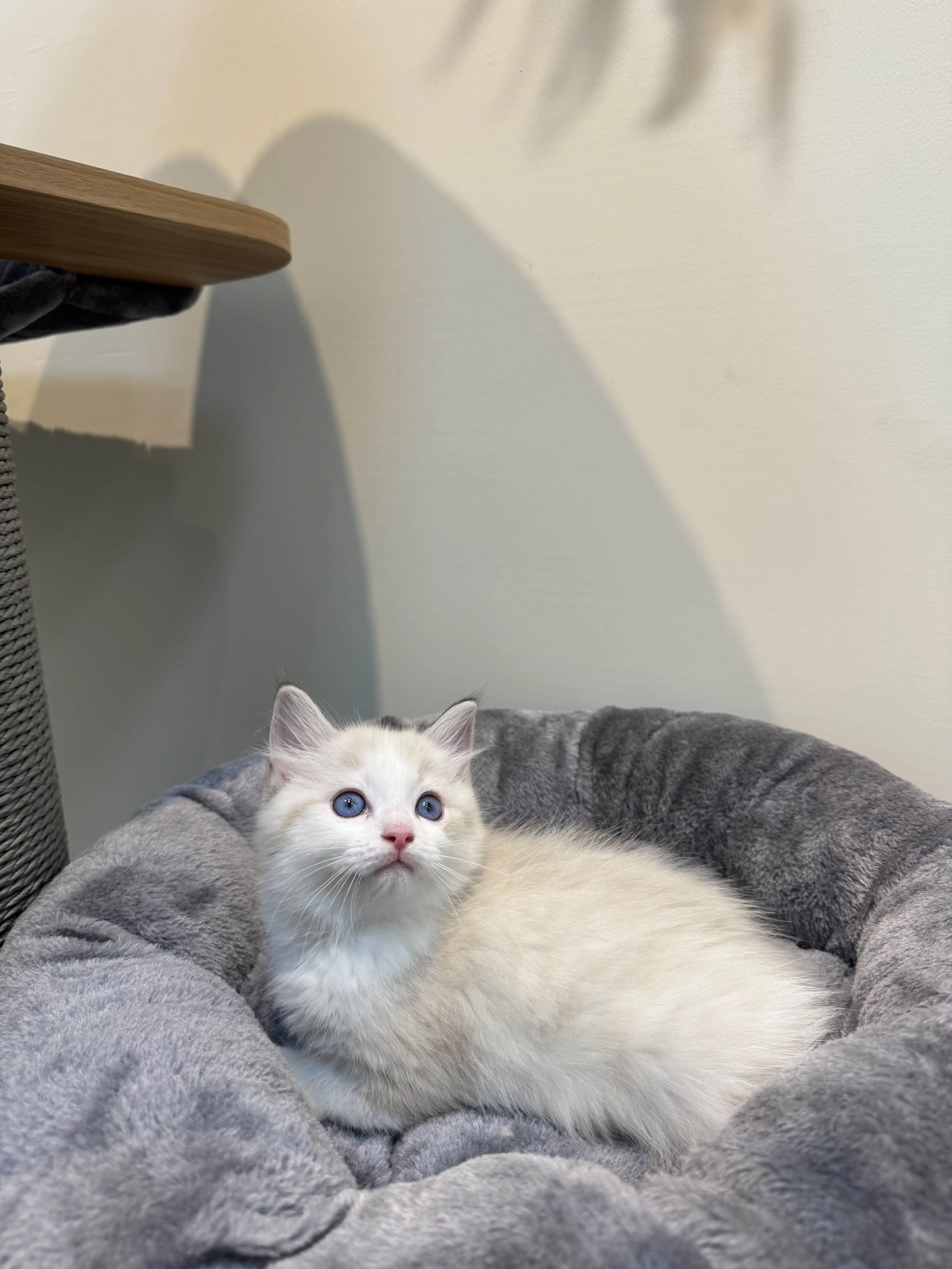 海豹山貓雙色 ♡ 弟弟