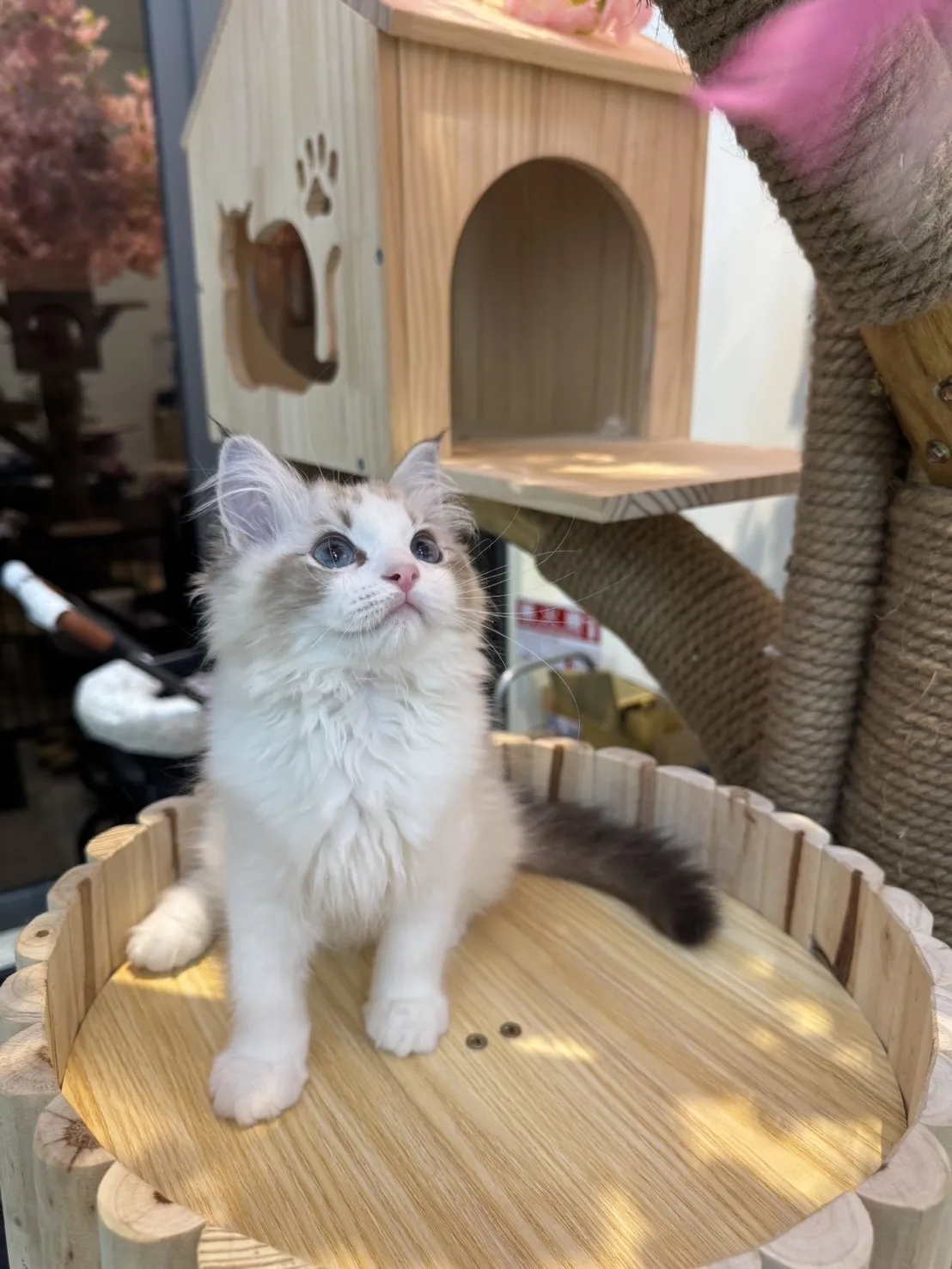 海豹山貓雙色 ♡ 妹妹