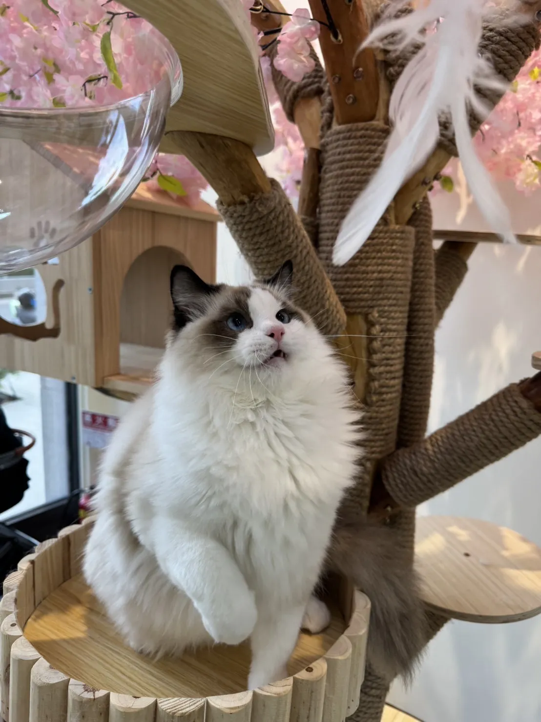 海豹雙色 ♡ 弟弟