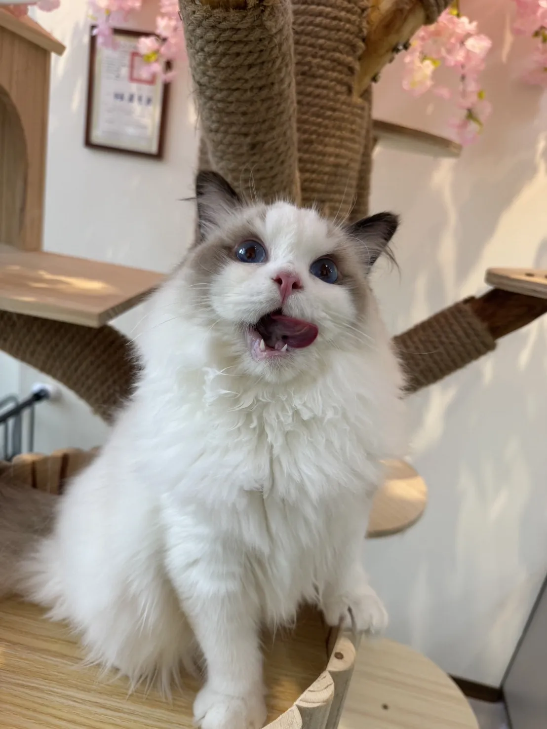 海豹雙色 ♡ 弟弟