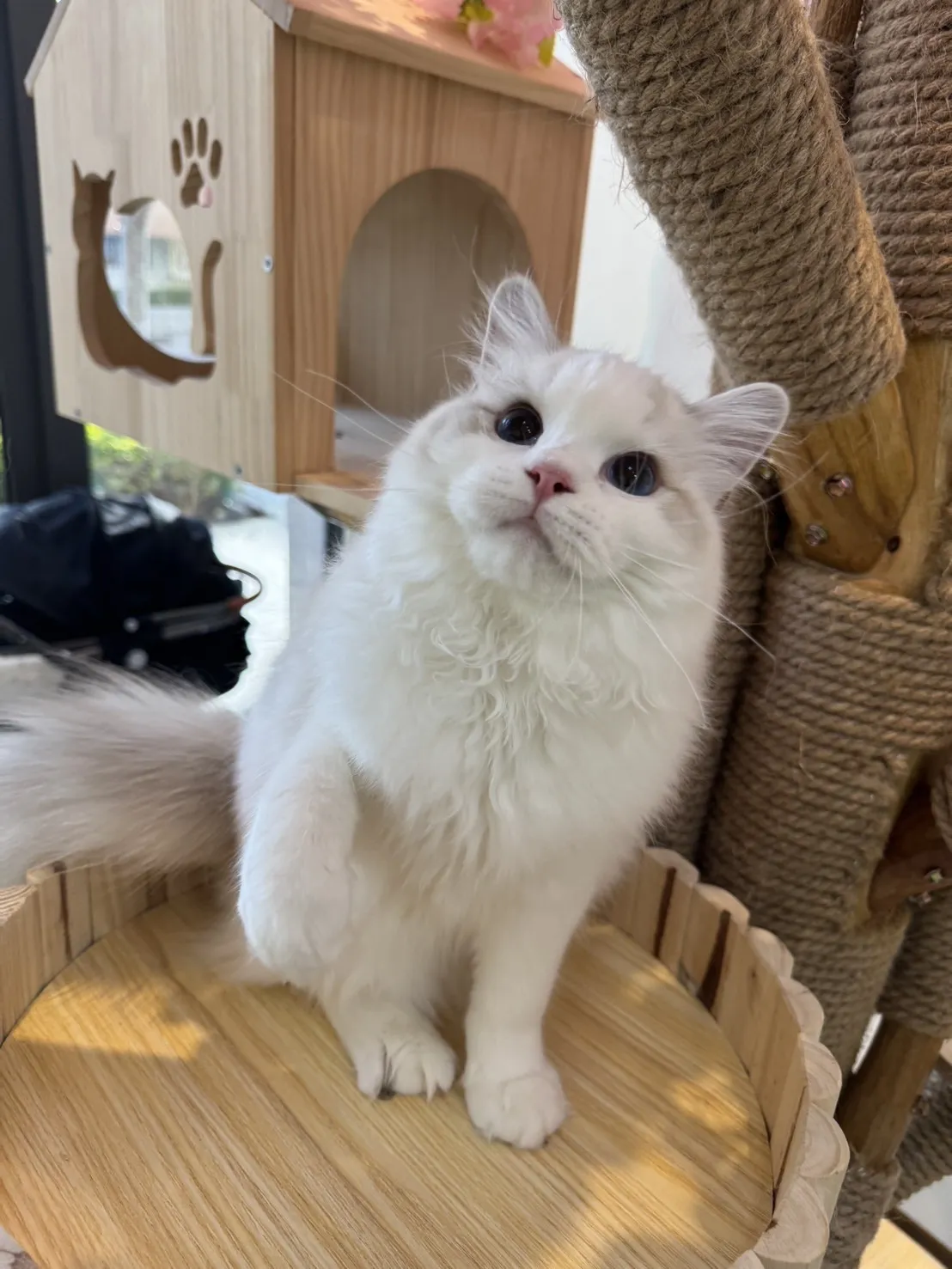 海豹山貓雙色 ♡ 妹妹