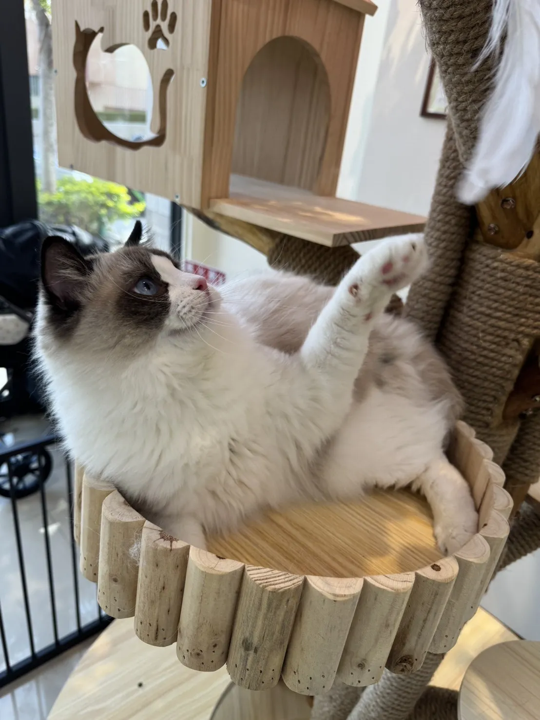 海豹雙色 ♡ 弟弟