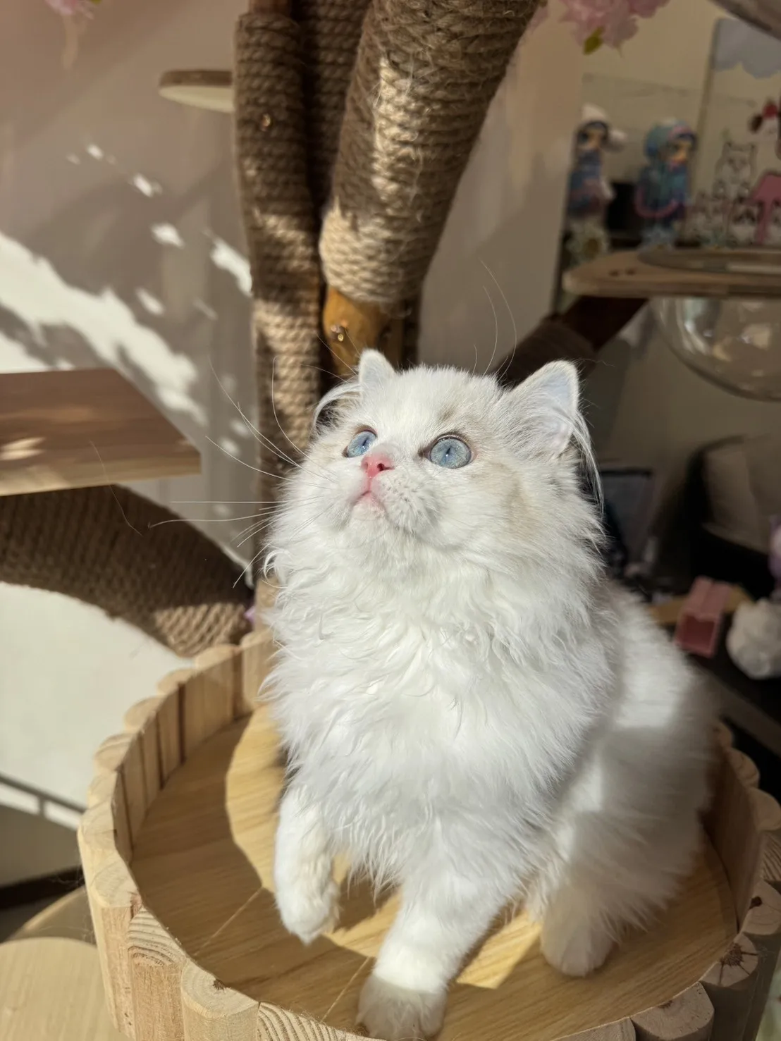 海豹山貓雙色 ♡ 妹妹