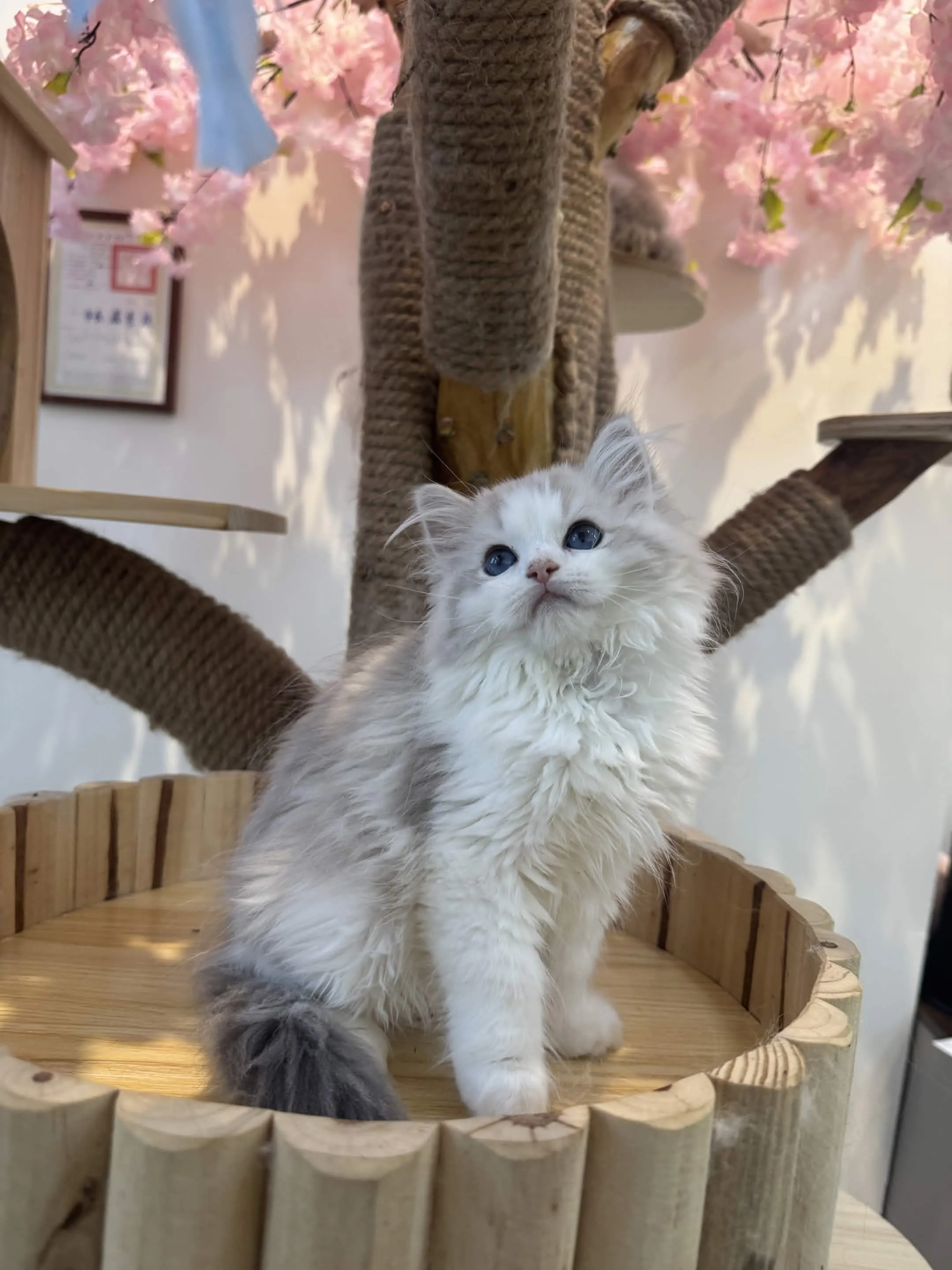 藍山貓雙色 ♡ 弟弟