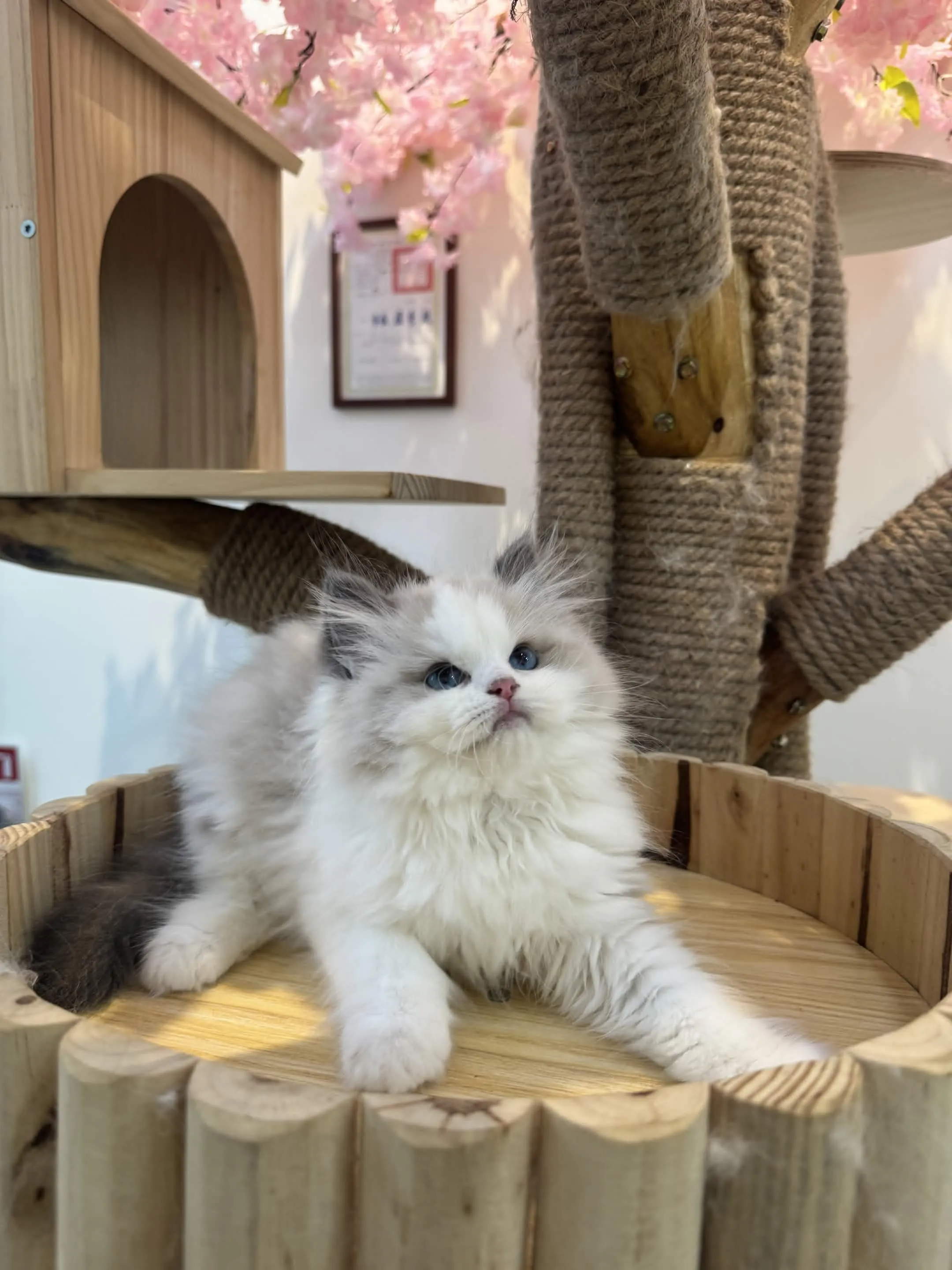 海豹雙色 ♡ 弟弟