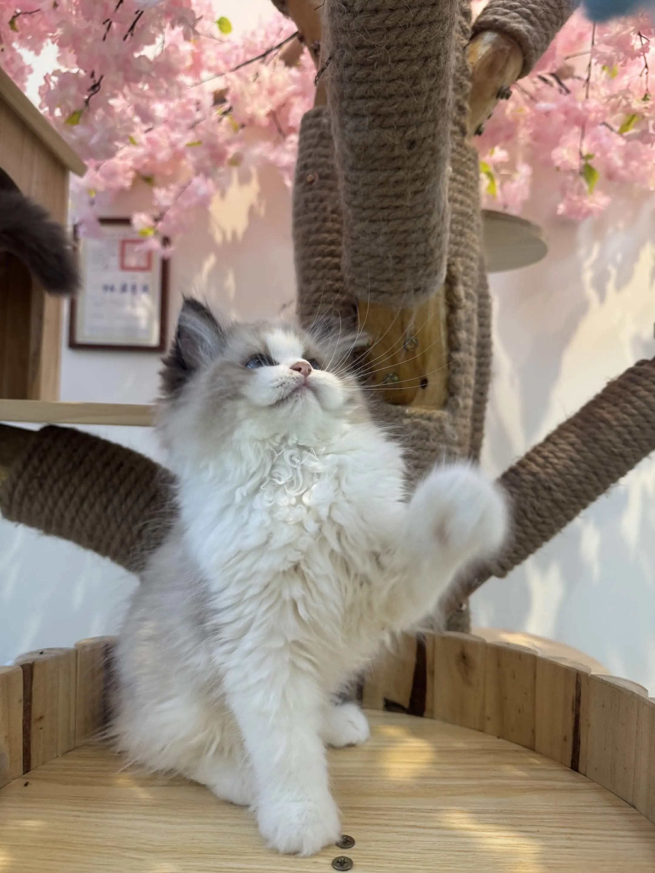 海豹雙色 ♡ 妹妹