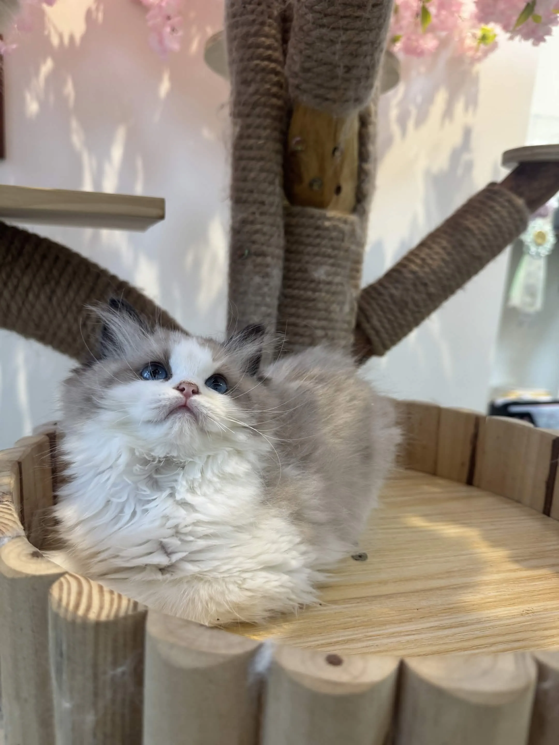 海豹雙色 ♡ 妹妹