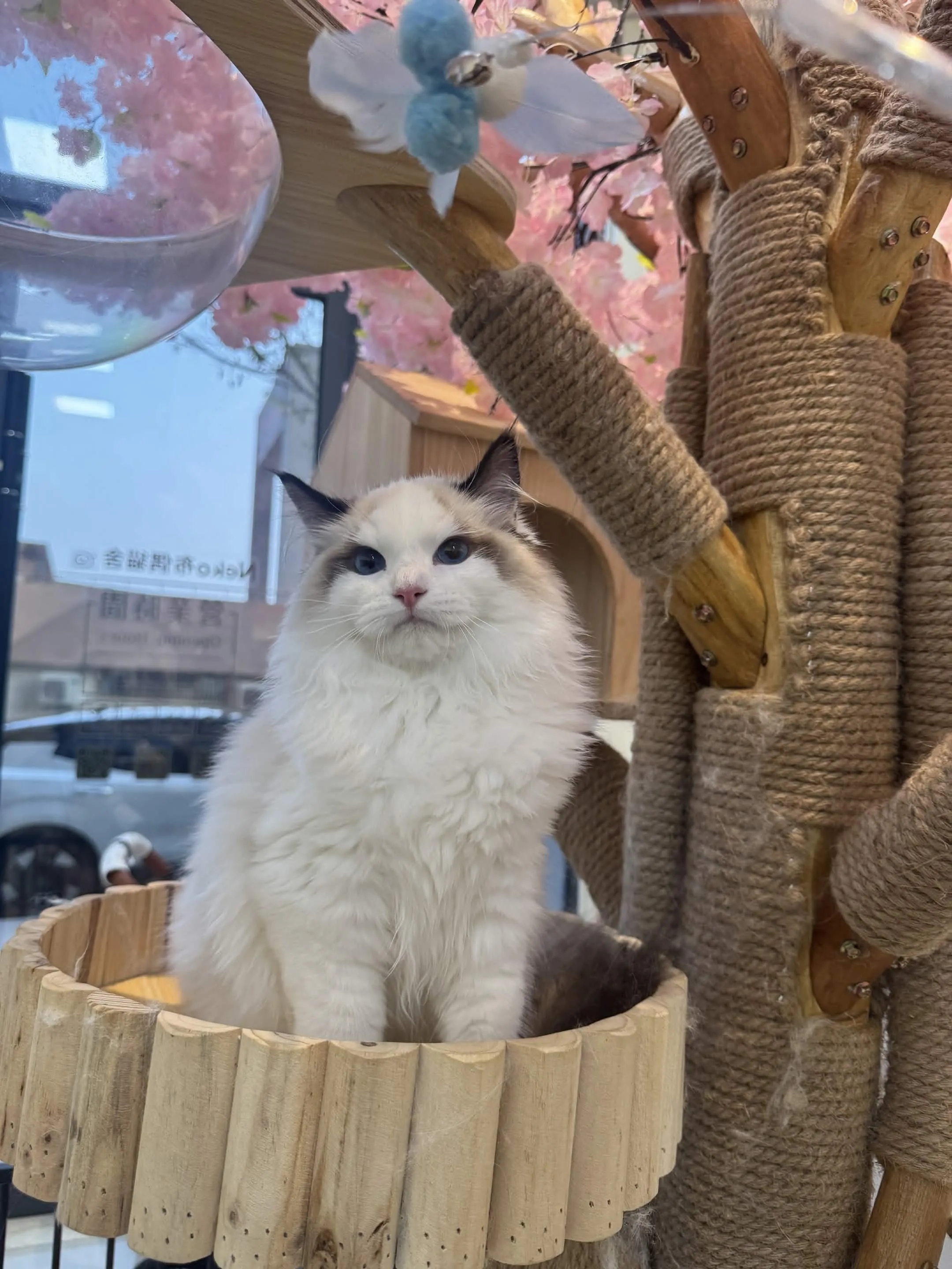 海豹雙色 ♡ 弟弟