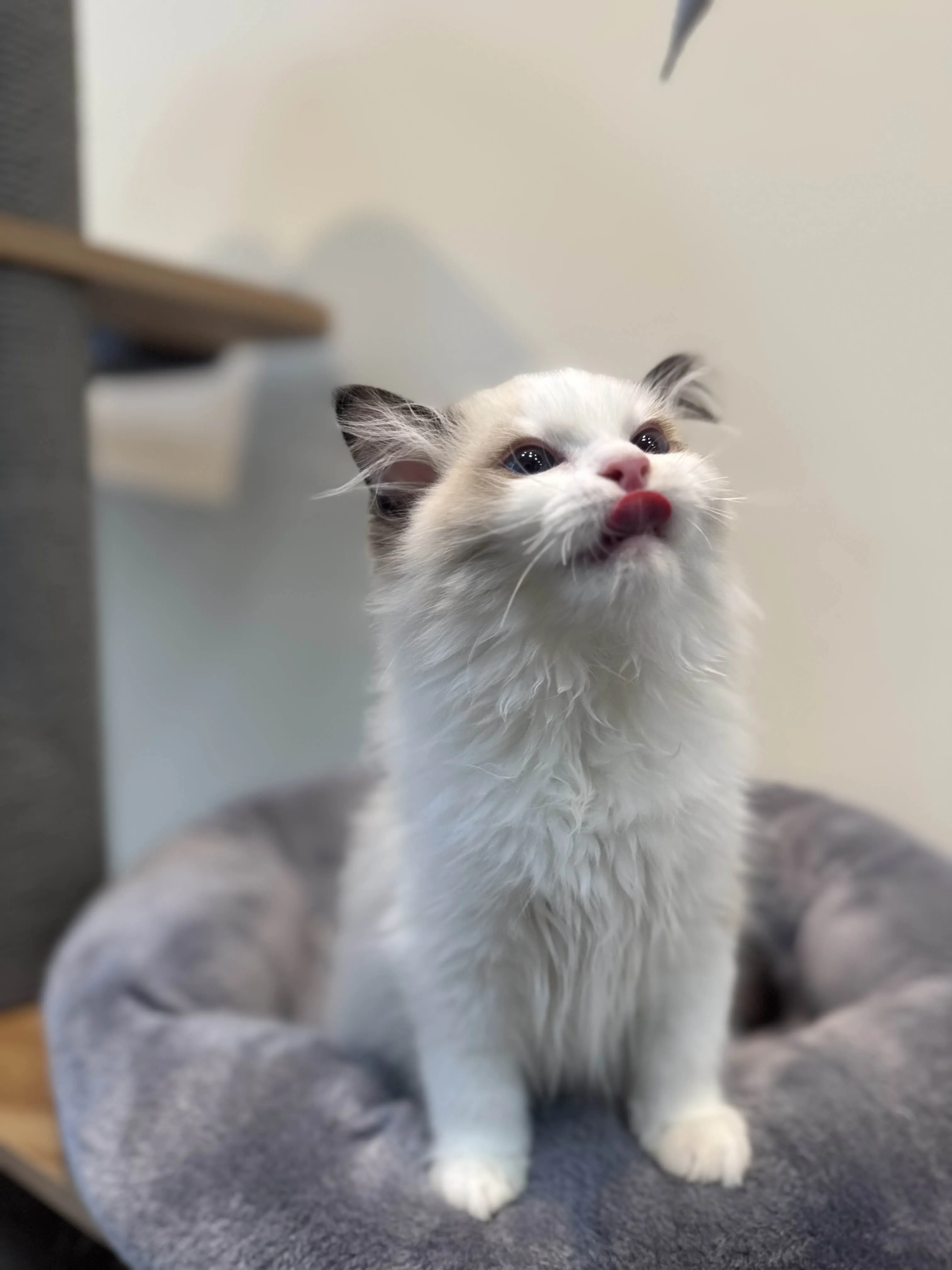 海豹雙色 ♡ 弟弟