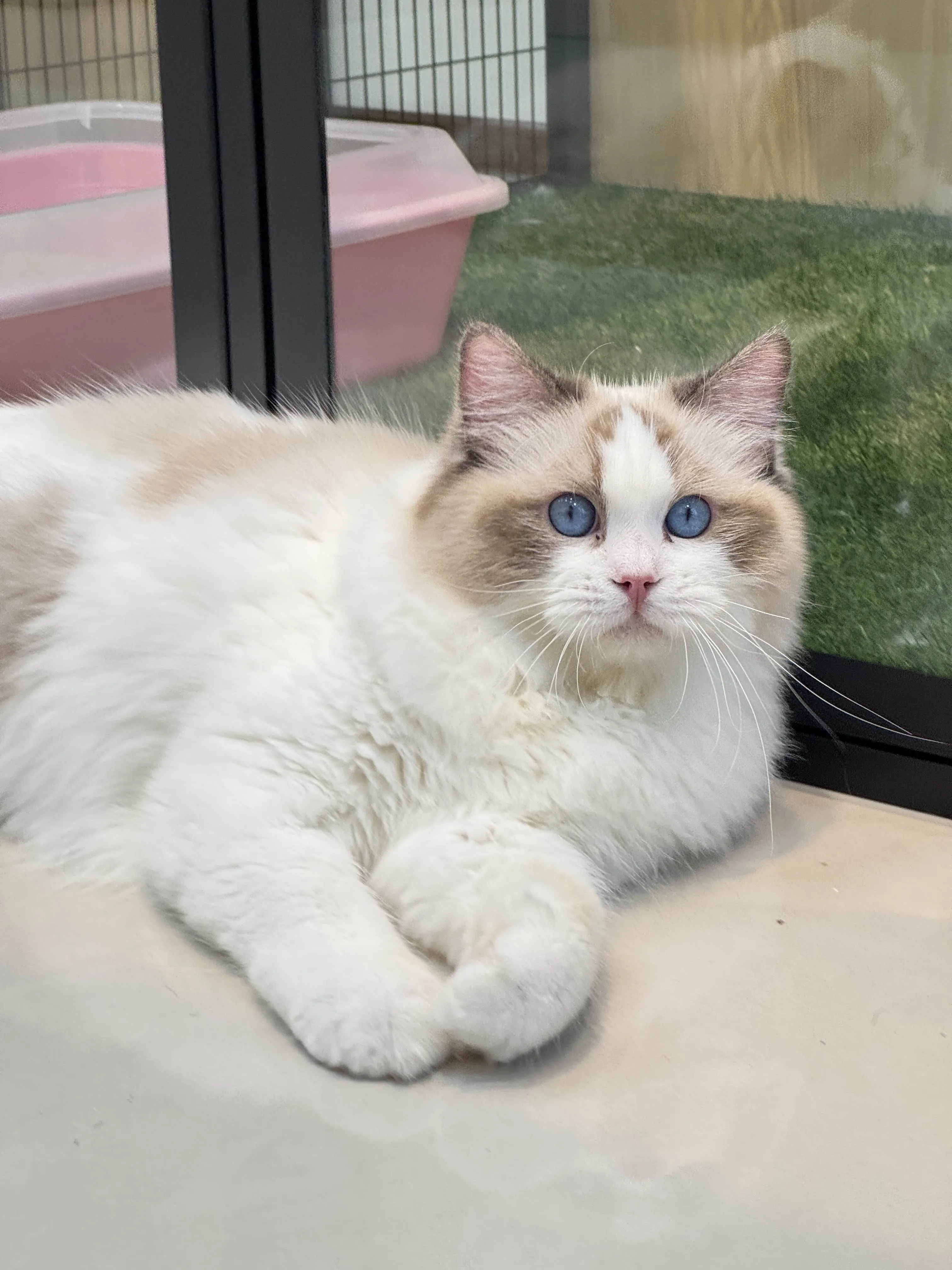 海豹雙色 ♡ 弟弟