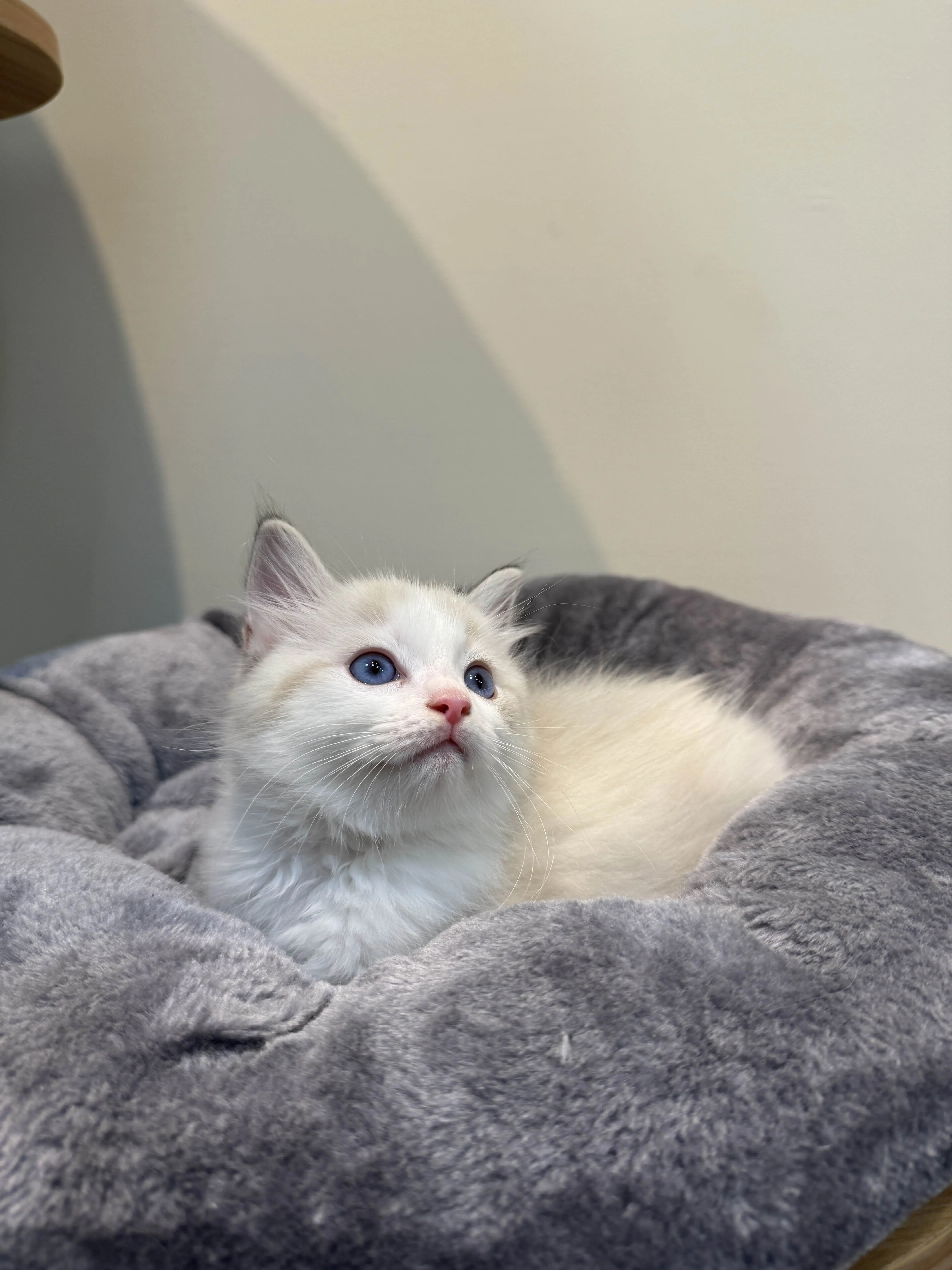 海豹山貓雙色 ♡ 弟弟