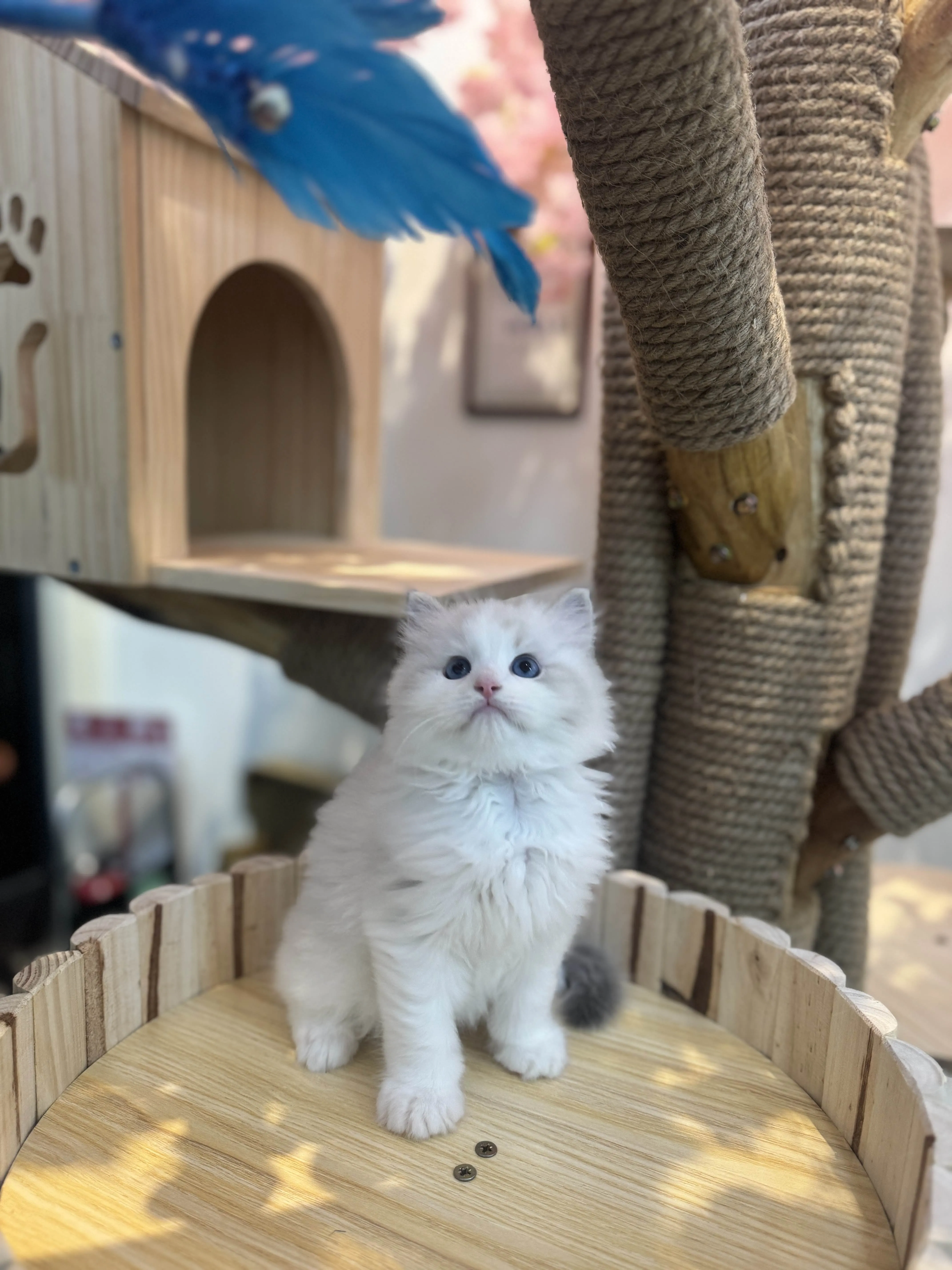 海豹山貓雙色 ♡ 弟弟