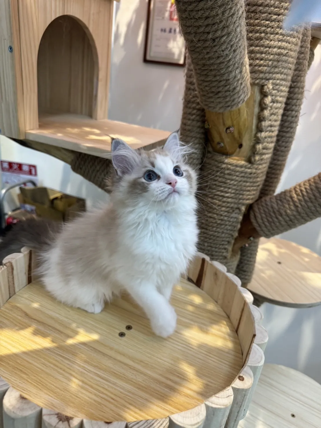 海豹山貓雙色 ♡ 妹妹