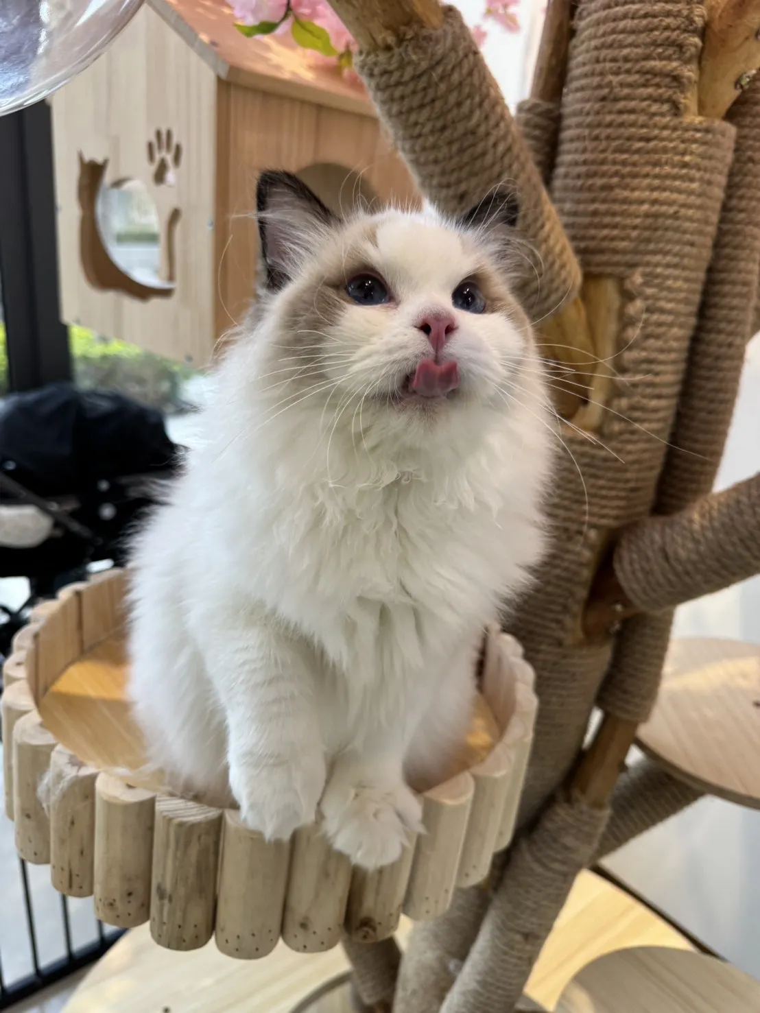 海豹雙色 ♡ 弟弟