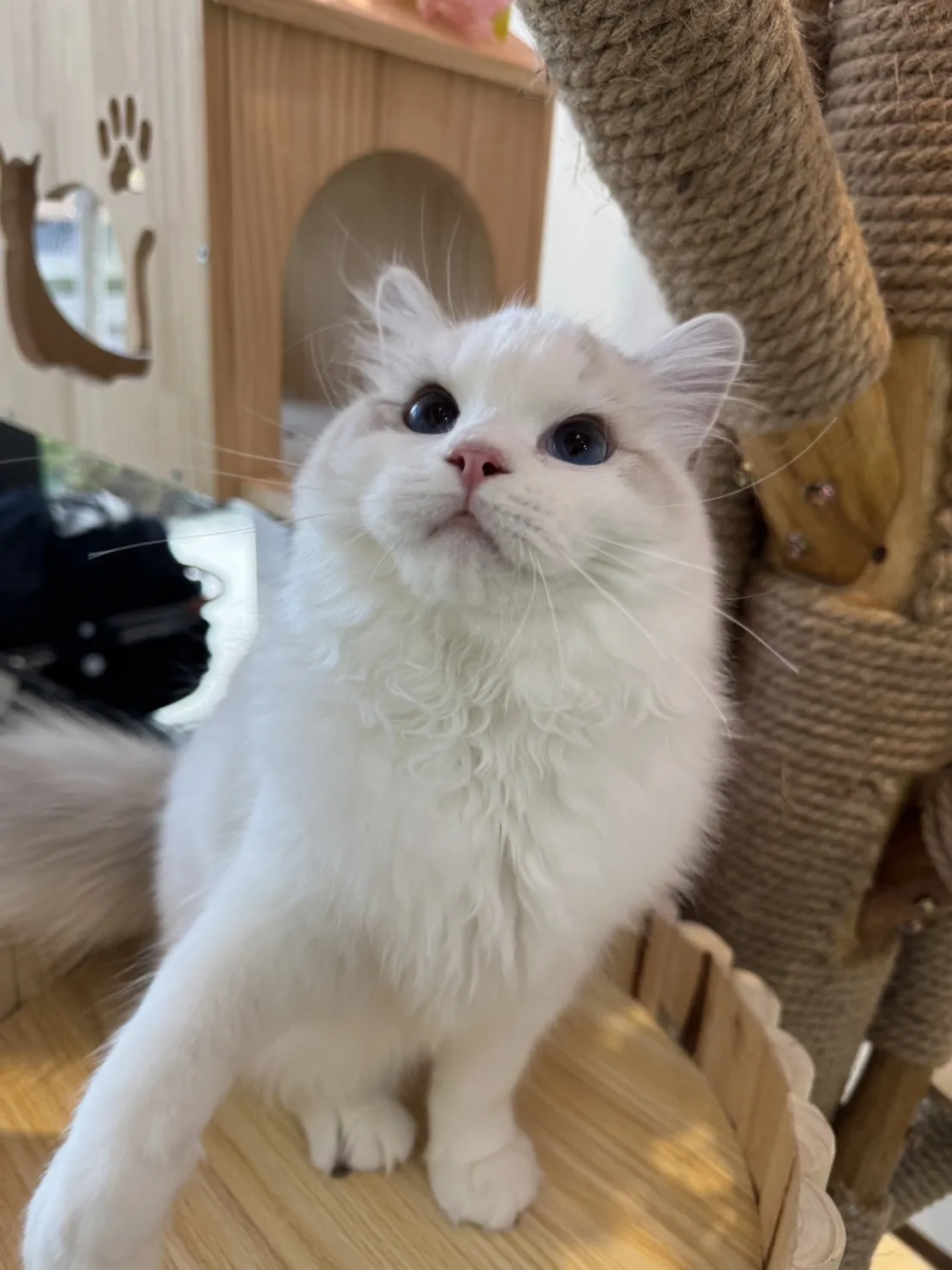 海豹山貓雙色 ♡ 妹妹