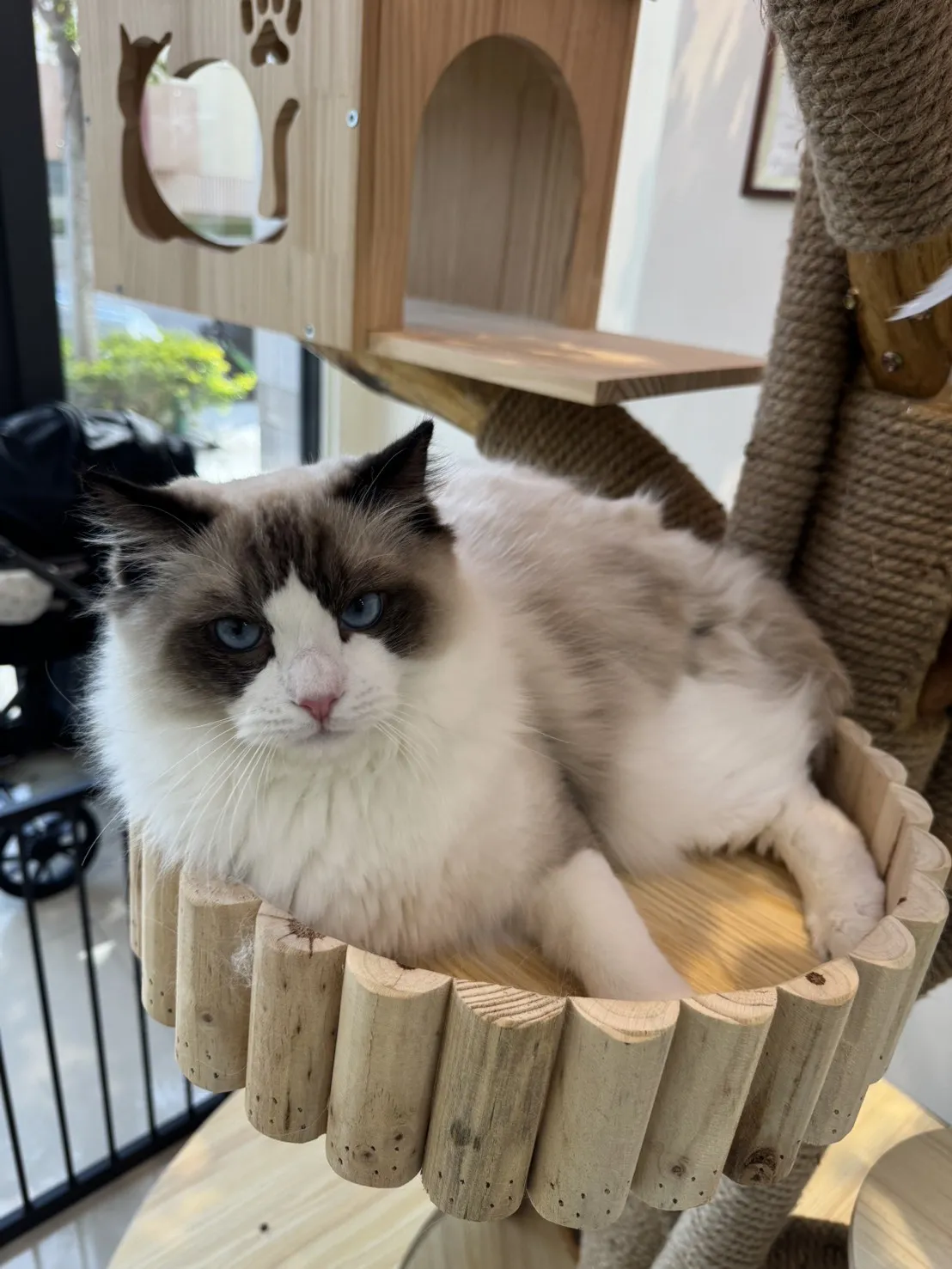 海豹雙色 ♡ 弟弟