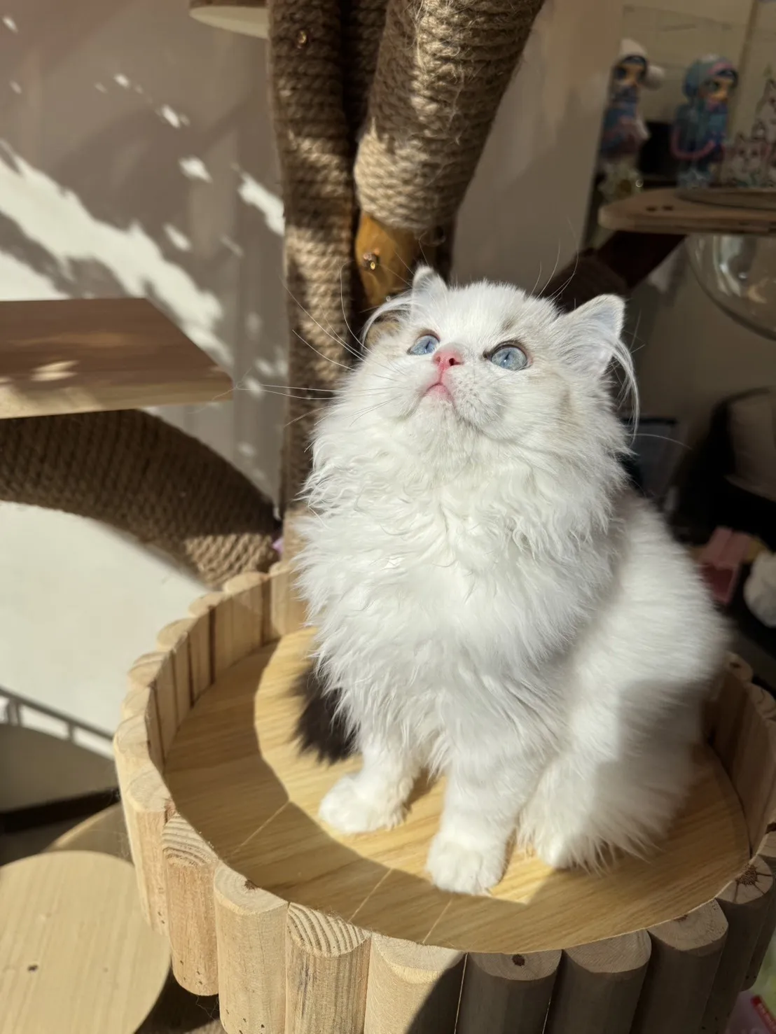 海豹山貓雙色 ♡ 妹妹