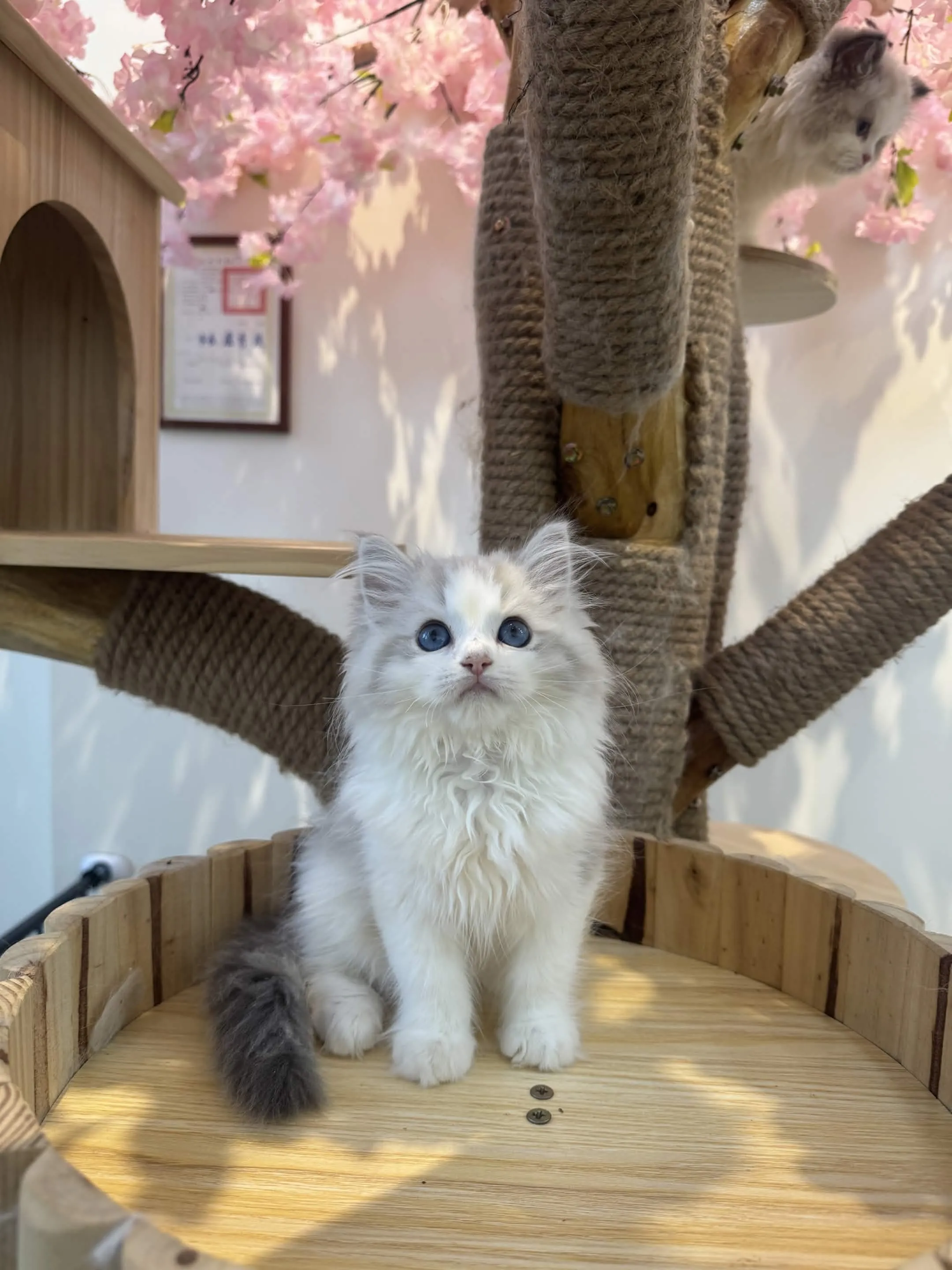 藍山貓雙色 ♡ 弟弟