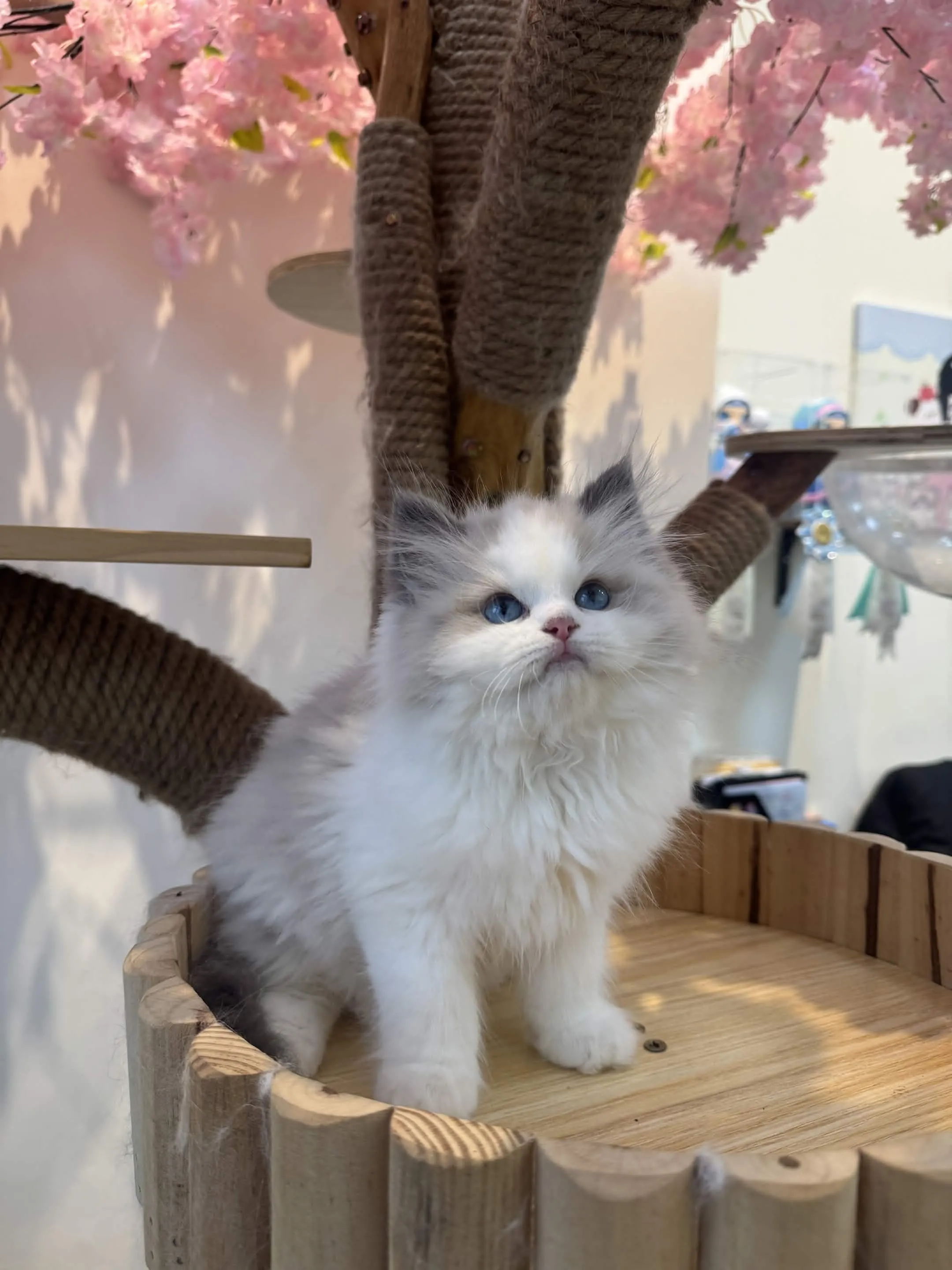 海豹雙色 ♡ 弟弟