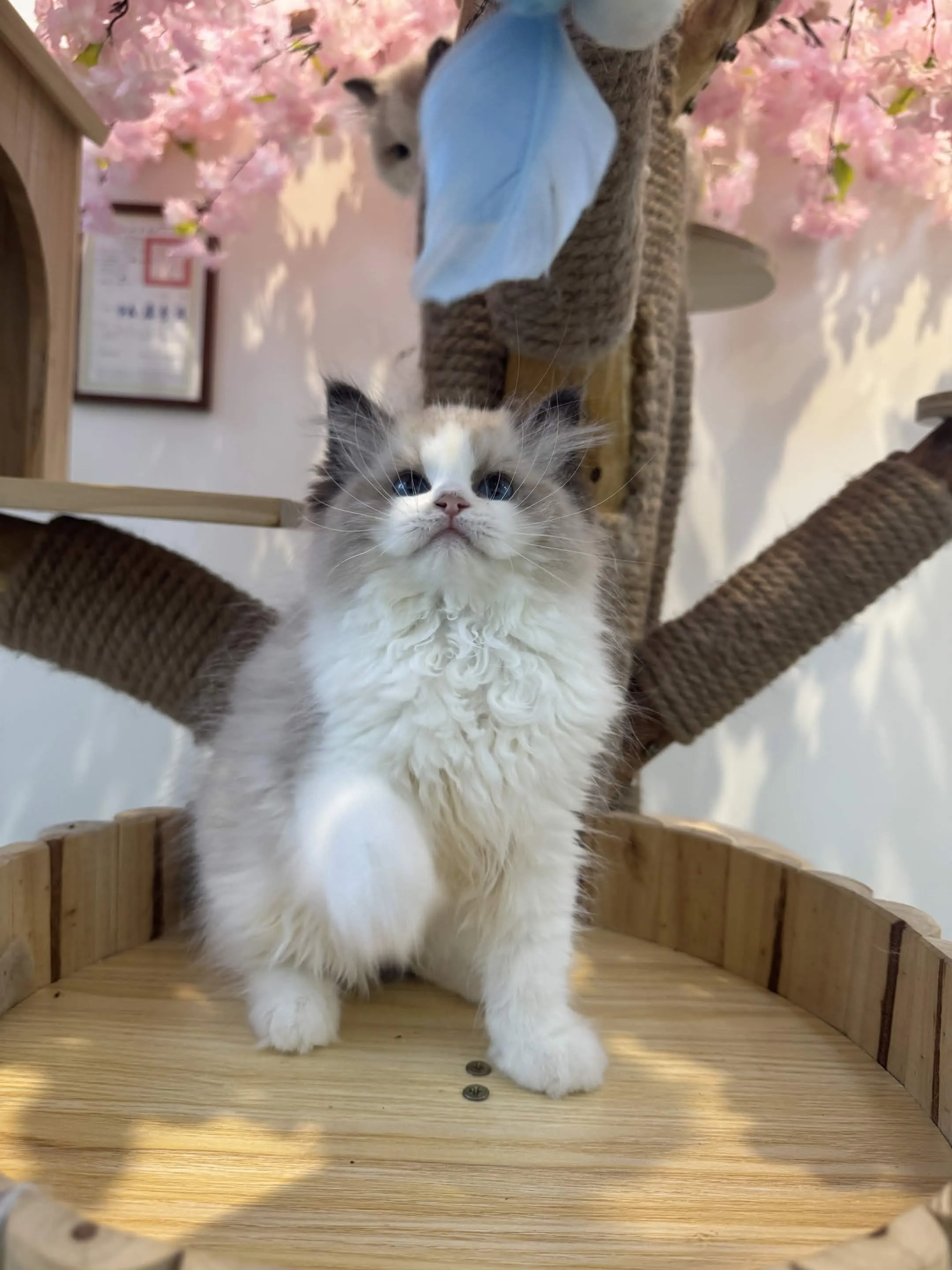 海豹雙色 ♡ 妹妹